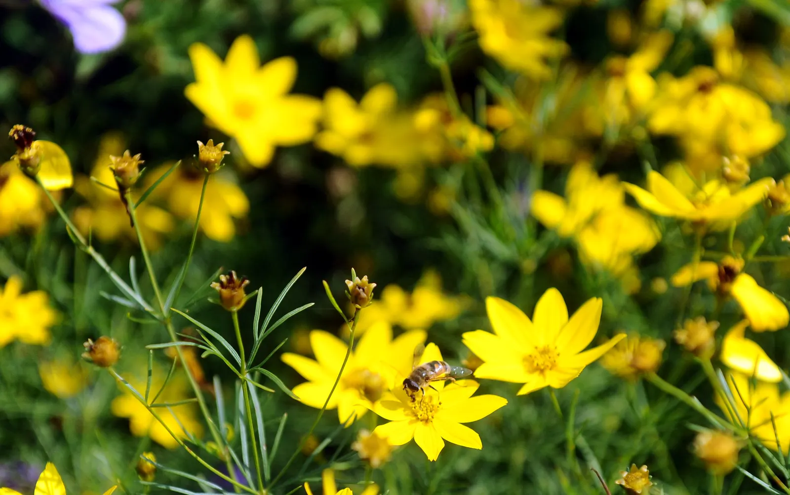 Moonbeam Threadleaf Coreopsis (Coreopsis Verticillata 'Moonbeam') — It is tolerant of drought; adding not only beauty but also ecological value to your space