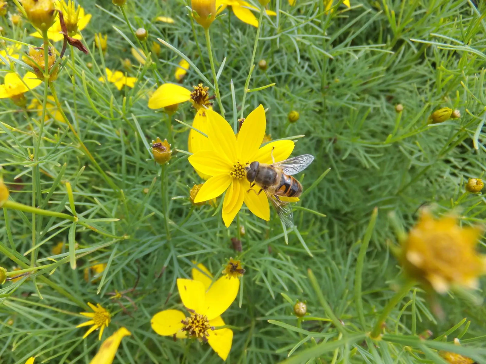 Moonbeam Threadleaf Coreopsis (Coreopsis Verticillata 'Moonbeam') — plant in groups or mass plantings about 16 to 20 inches apart to allow for, image 72
