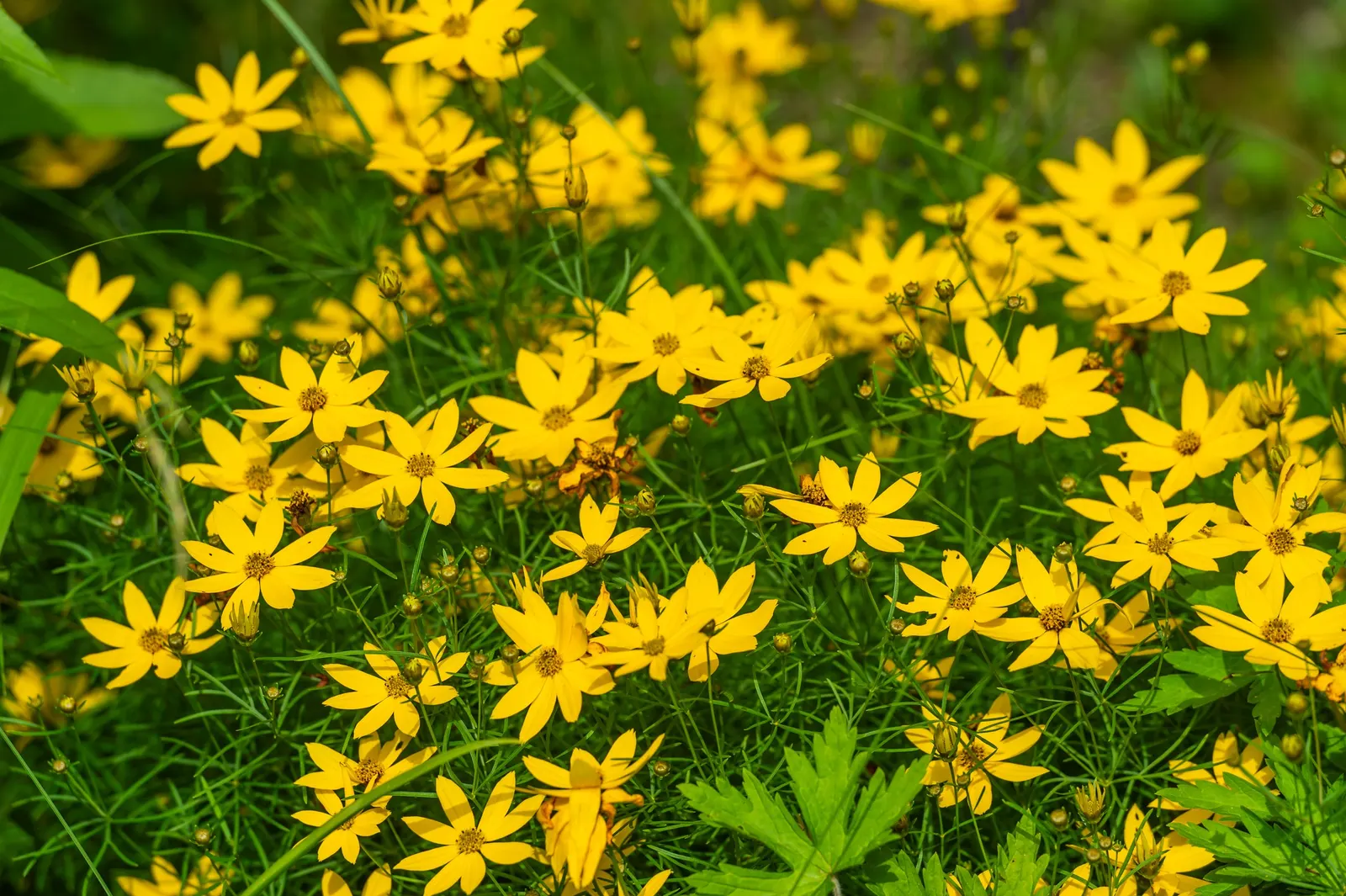 Moonbeam Threadleaf Coreopsis (Coreopsis Verticillata 'Moonbeam') — making it an excellent choice for border fronts