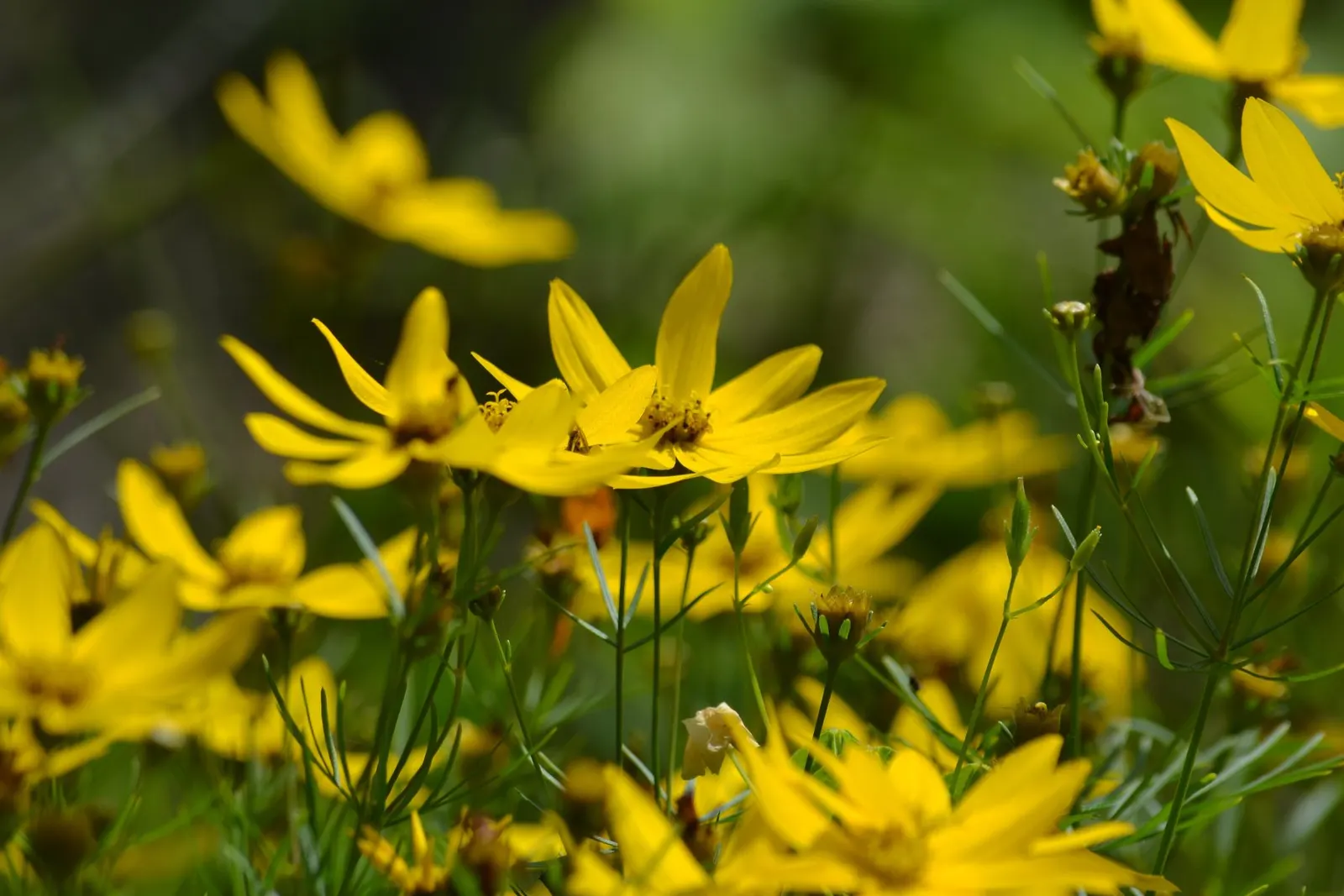 Moonbeam Threadleaf Coreopsis (Coreopsis Verticillata 'Moonbeam') — or as a graceful groundcover; the soft yellow hues of 'Moonbeam' pair, image 63