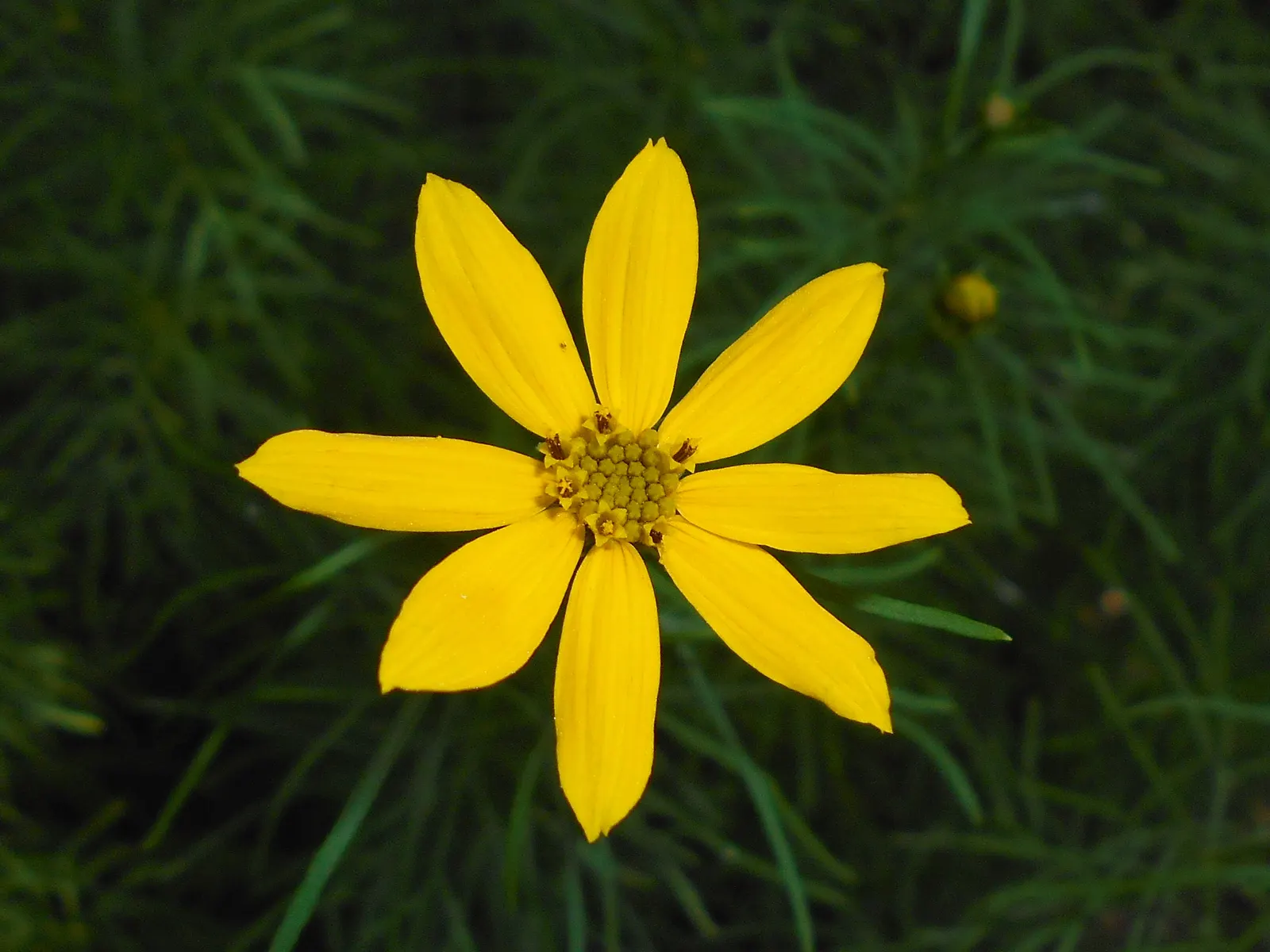 Moonbeam Threadleaf Coreopsis (Coreopsis Verticillata 'Moonbeam') — Ensure well-draining soil to prevent root rot, as this plant does not tolerate, image 47