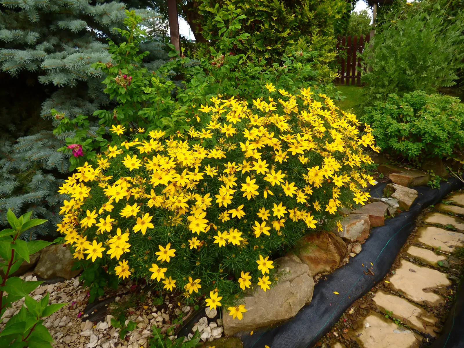 Moonbeam Threadleaf Coreopsis (Coreopsis Verticillata 'Moonbeam') — although full sun encourages optimal flowering; making it an excellent choice for border