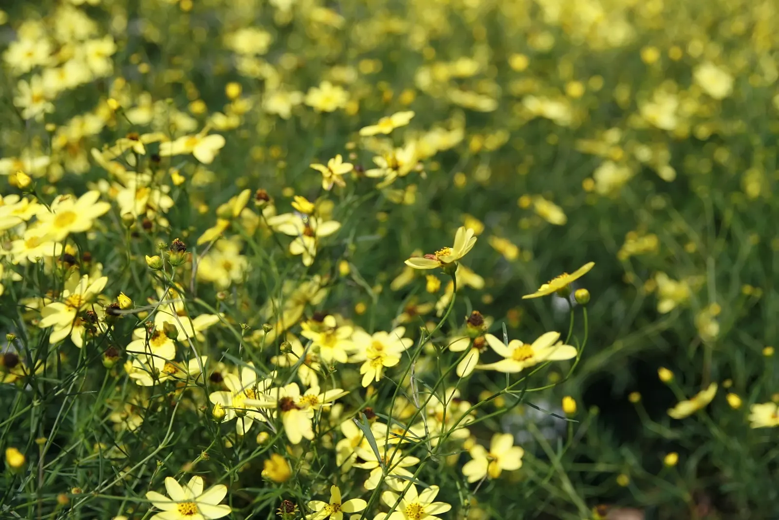 Moonbeam Threadleaf Coreopsis (Coreopsis Verticillata 'Moonbeam') — plant in groups or mass plantings about 16 to 20 inches apart to allow for adequate growth