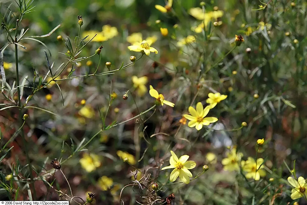 Moonbeam Threadleaf Coreopsis (Coreopsis Verticillata 'Moonbeam') — This variety thrives in USDA hardiness zones 3 through 9 and prefers full sun to light