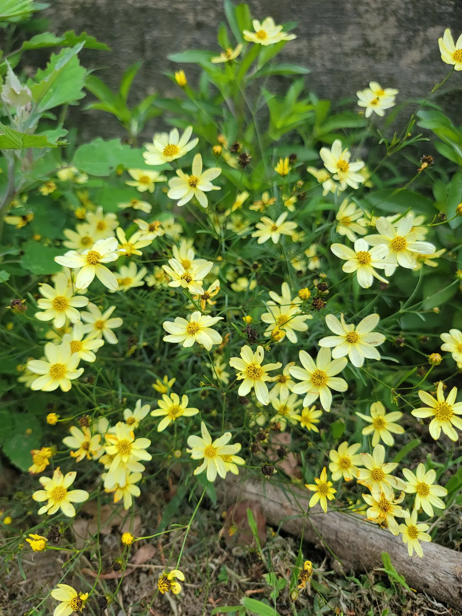 Moonbeam Threadleaf Coreopsis (Coreopsis Verticillata 'Moonbeam') — although full sun encourages optimal flowering; making it an excellent choice, image 65