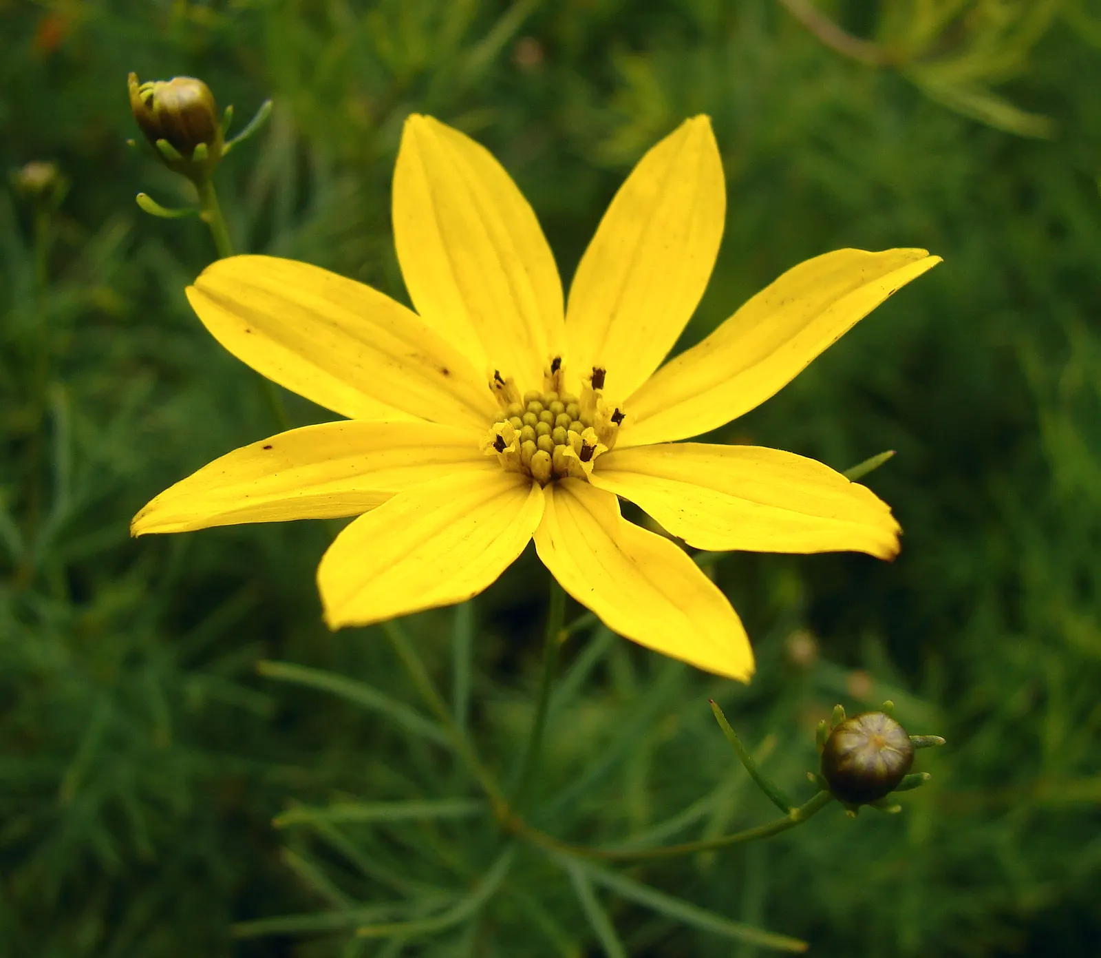 Moonbeam Threadleaf Coreopsis (Coreopsis Verticillata 'Moonbeam') — yellow flowers in the garden; emerge in early summer and continue their cheerful display