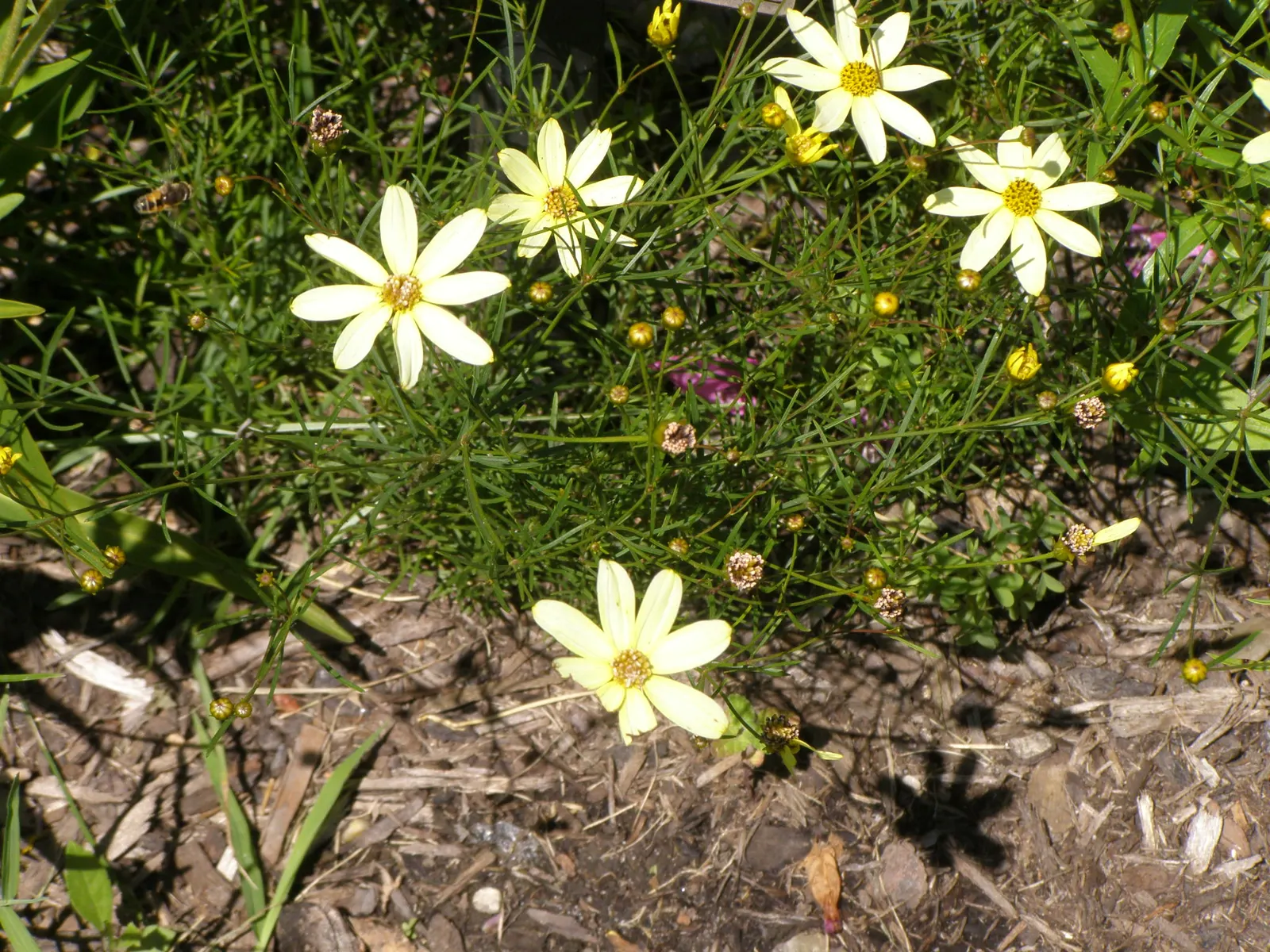 Moonbeam Threadleaf Coreopsis (Coreopsis Verticillata 'Moonbeam') — offering a harmonious color contrast and texture variation that can elevate any, image 75