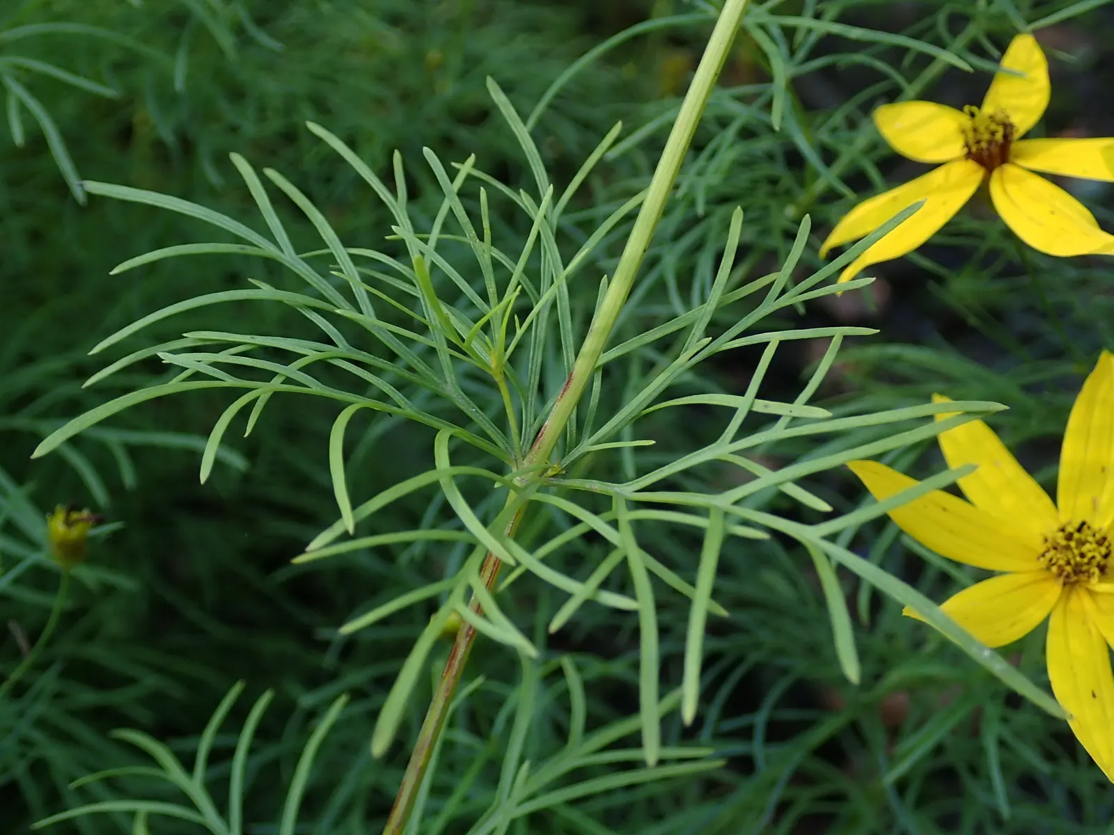 Moonbeam Threadleaf Coreopsis (Coreopsis Verticillata 'Moonbeam') — fern-like foliage and profusion of pale yellow