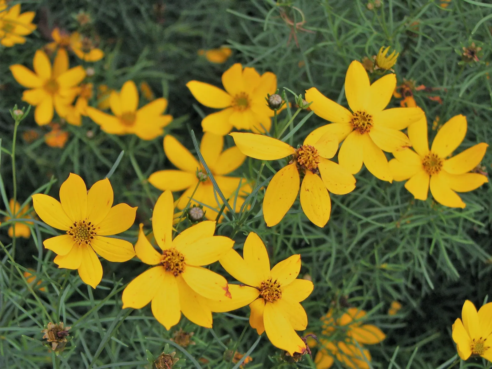 Moonbeam Threadleaf Coreopsis (Coreopsis Verticillata 'Moonbeam') — making it an excellent choice for border fronts; and humidity once established, image 62