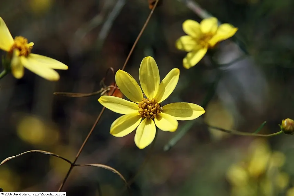 Moonbeam Threadleaf Coreopsis (Coreopsis Verticillata 'Moonbeam') — or as a graceful groundcover