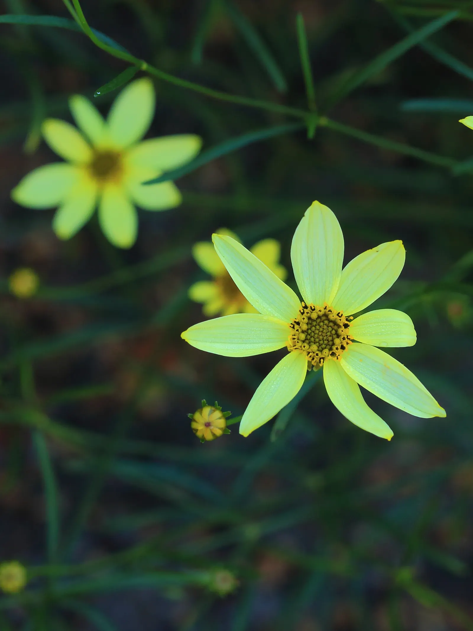 Moonbeam Threadleaf Coreopsis (Coreopsis Verticillata 'Moonbeam') — offering a harmonious color contrast and texture variation that can elevate any, image 49
