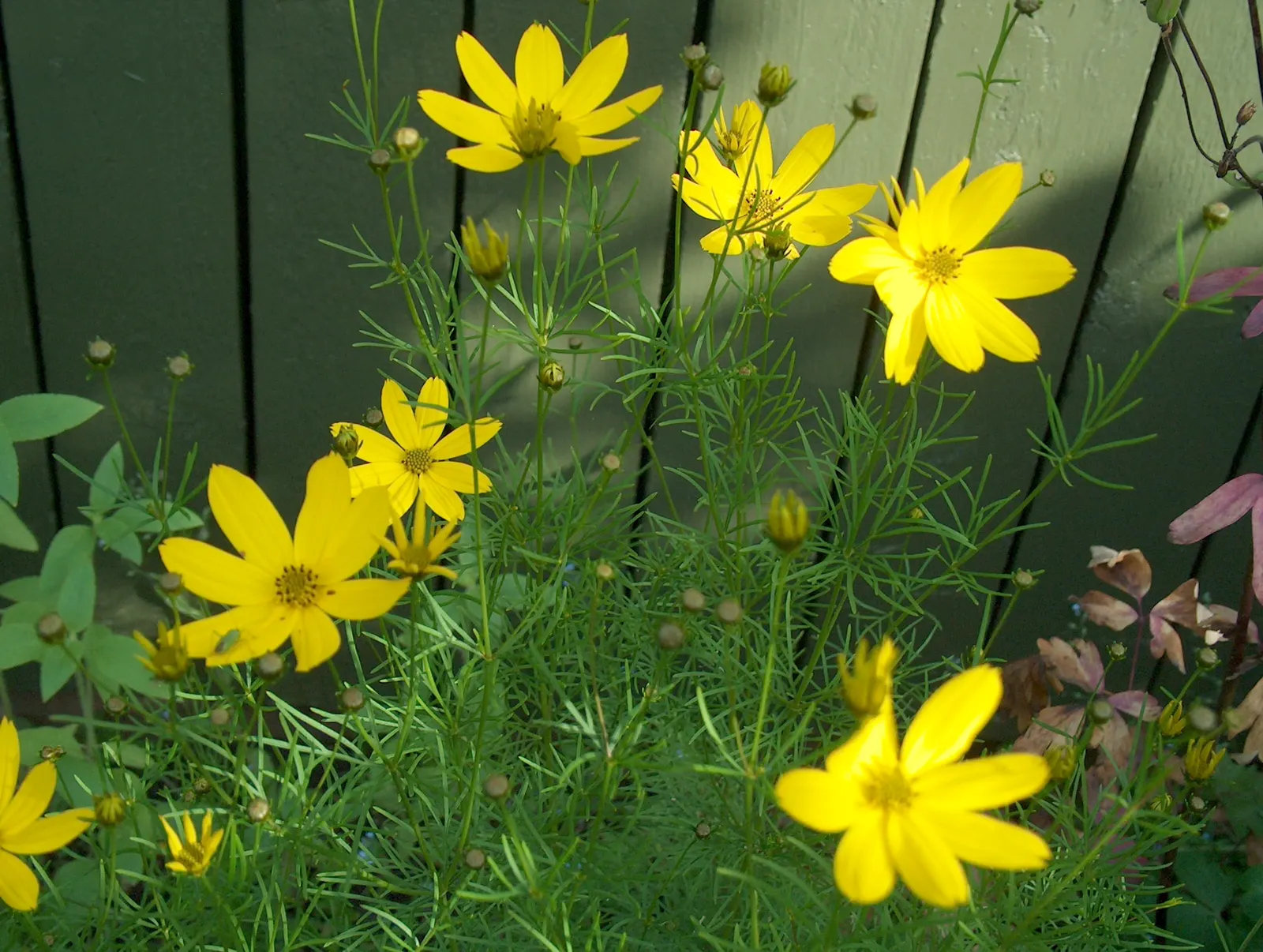Moonbeam Threadleaf Coreopsis (Coreopsis Verticillata 'Moonbeam') — and humidity once established; yellow flowers in the garden, image 67
