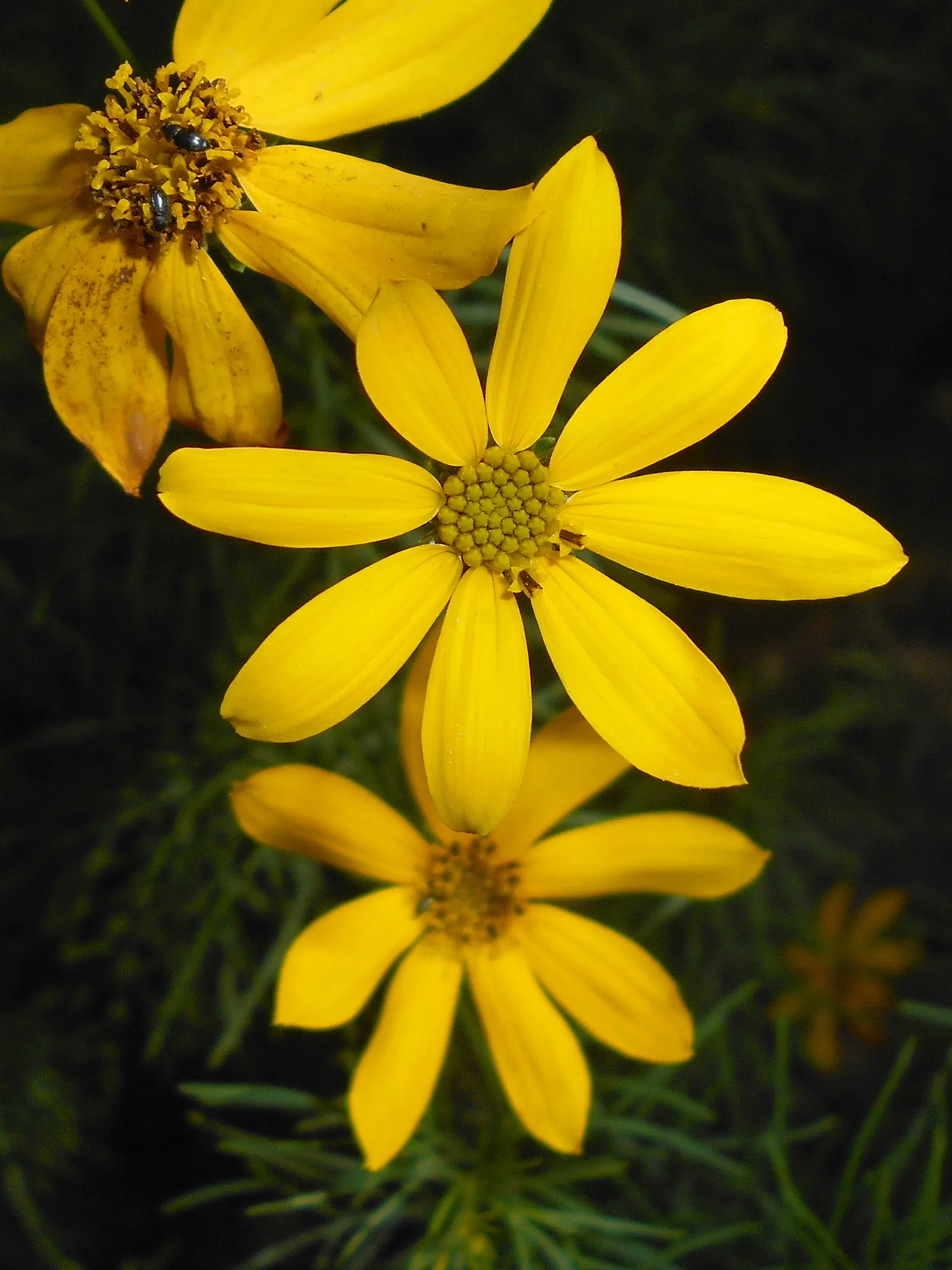 Moonbeam Threadleaf Coreopsis (Coreopsis Verticillata 'Moonbeam') — and humidity once established