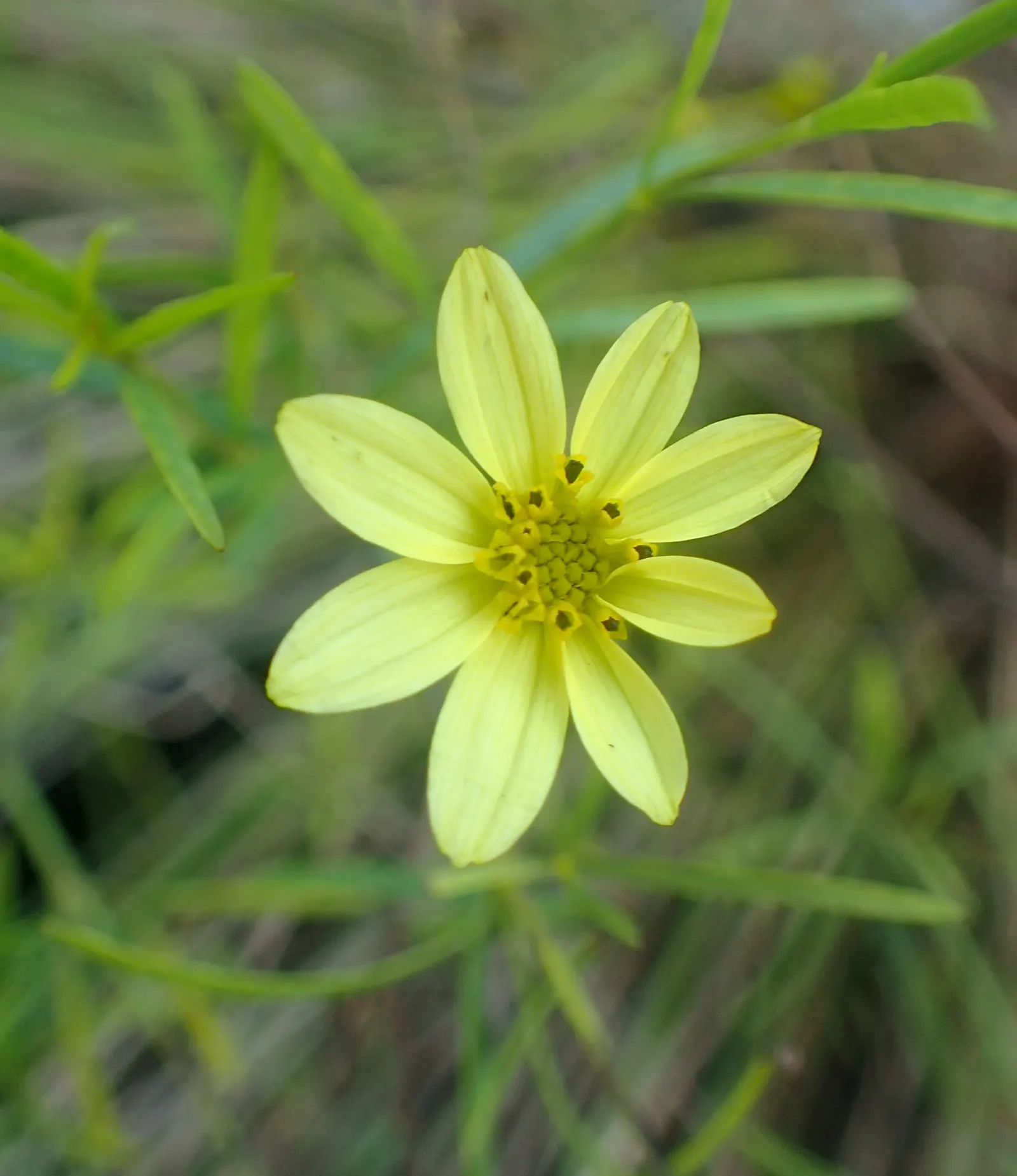 Moonbeam Threadleaf Coreopsis (Coreopsis Verticillata 'Moonbeam') — Coreopsis verticillata 'Moonbeam' attracts butterflies and bees; adding a, image 68