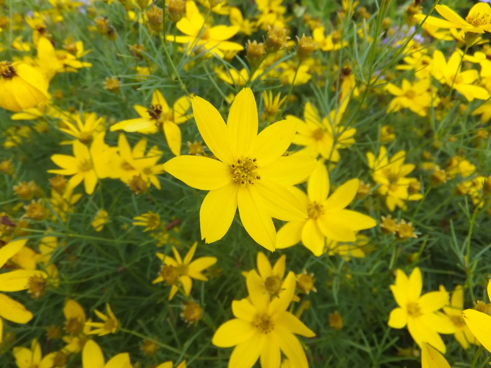 Moonbeam Threadleaf Coreopsis (Coreopsis Verticillata 'Moonbeam') — It is relatively deer-resistant; making it a practical choice in areas where, image 70