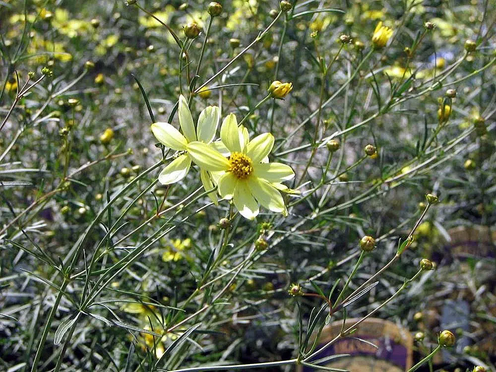 Moonbeam Threadleaf Coreopsis (Coreopsis Verticillata 'Moonbeam') — Thriving in USDA zones 3-9, this drought-tolerant beauty enjoys full sun and well-drained