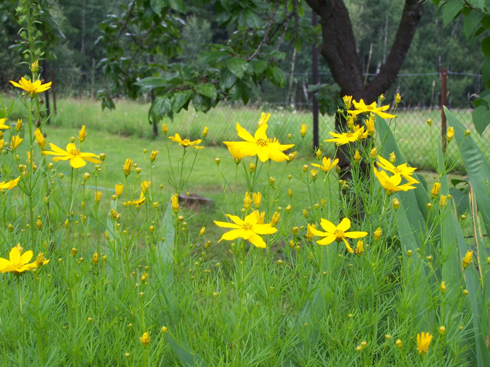 Moonbeam Threadleaf Coreopsis (Coreopsis Verticillata 'Moonbeam') — although full sun encourages optimal flowering