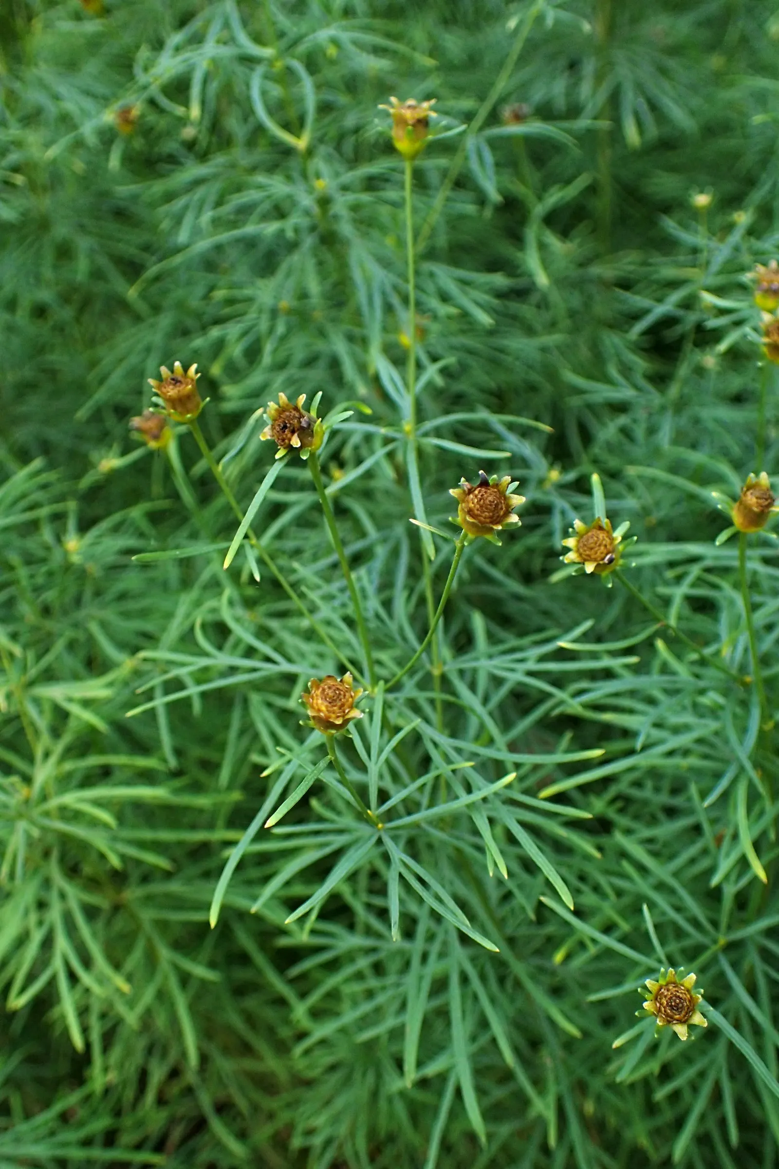 Moonbeam Threadleaf Coreopsis (Coreopsis Verticillata 'Moonbeam') — emerge in early summer and continue their cheerful display into the fall; approximately 1