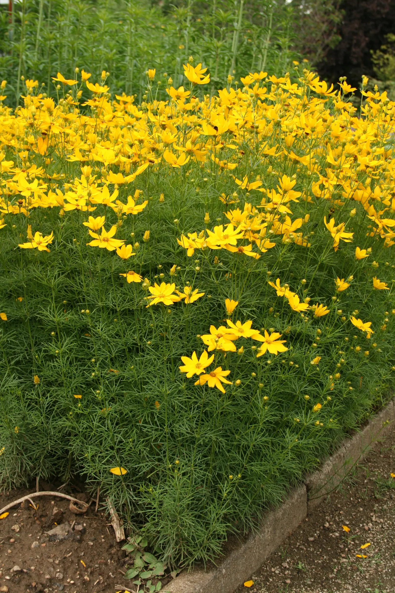 Moonbeam Threadleaf Coreopsis (Coreopsis Verticillata 'Moonbeam') — The soft yellow hues of 'Moonbeam' pair exceptionally well with blue and purple, image 74