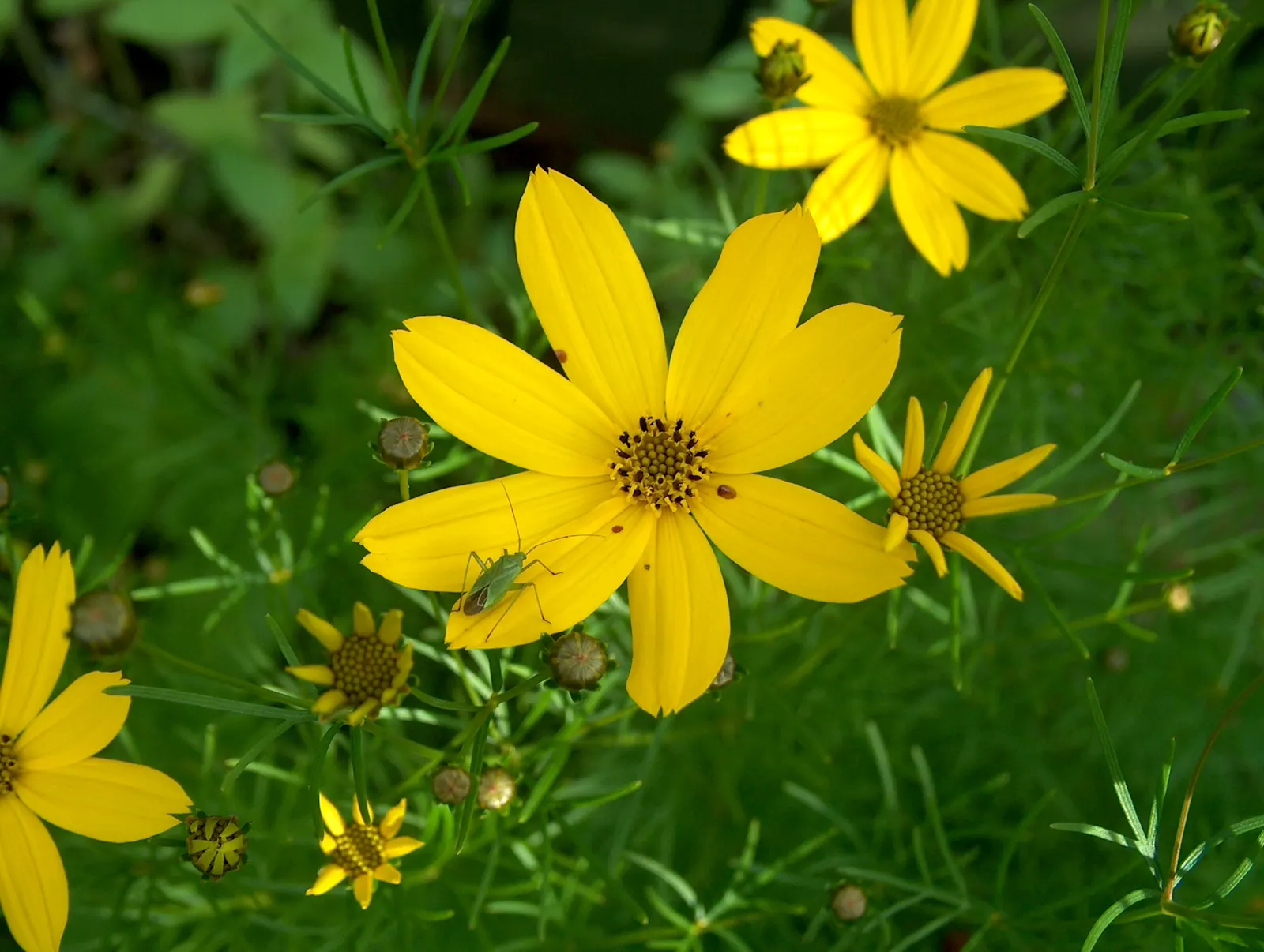 Moonbeam Threadleaf Coreopsis (Coreopsis Verticillata 'Moonbeam') — approximately 1 to 2 inches in diameter