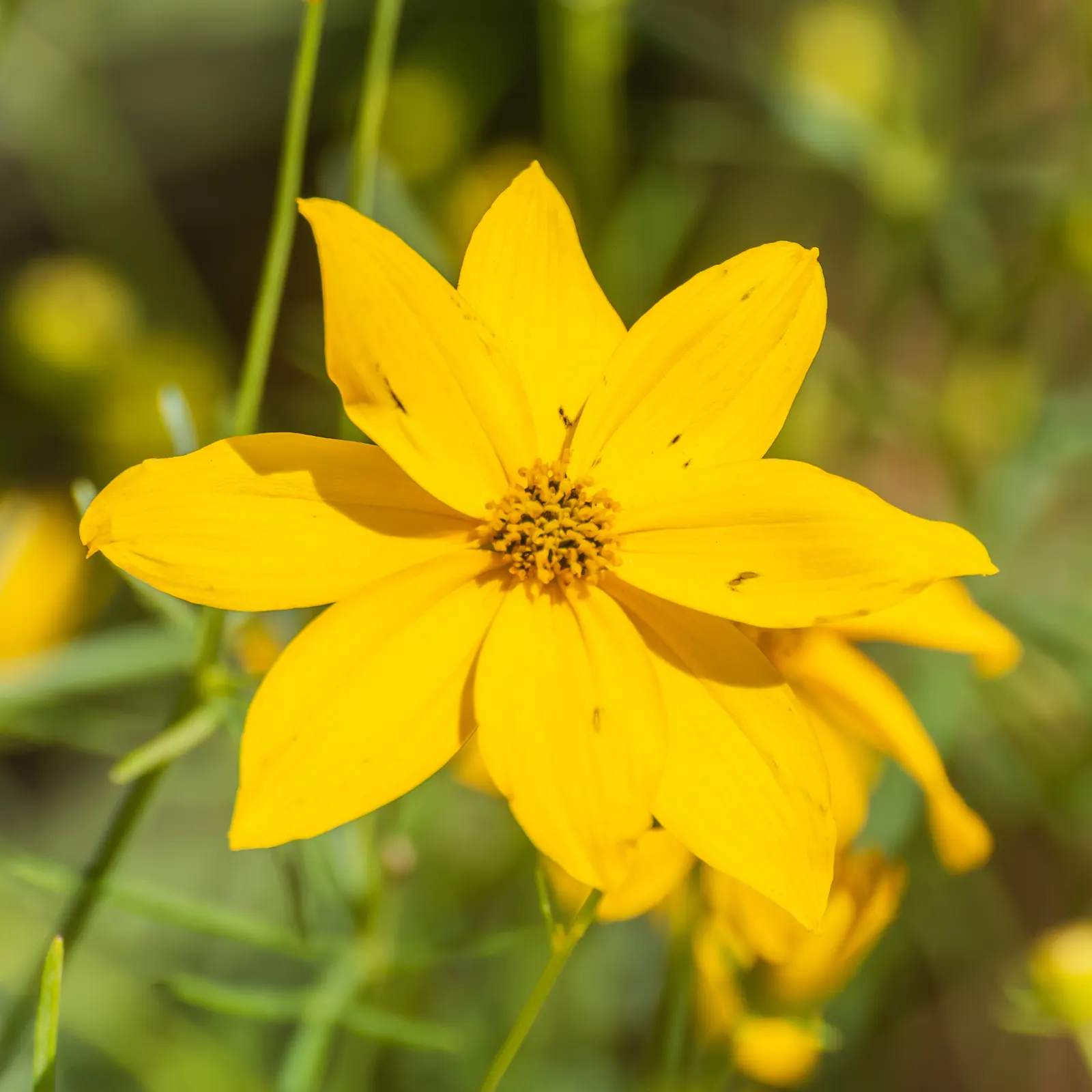 Moonbeam Threadleaf Coreopsis (Coreopsis Verticillata 'Moonbeam') — adding not only beauty but also ecological value to your space