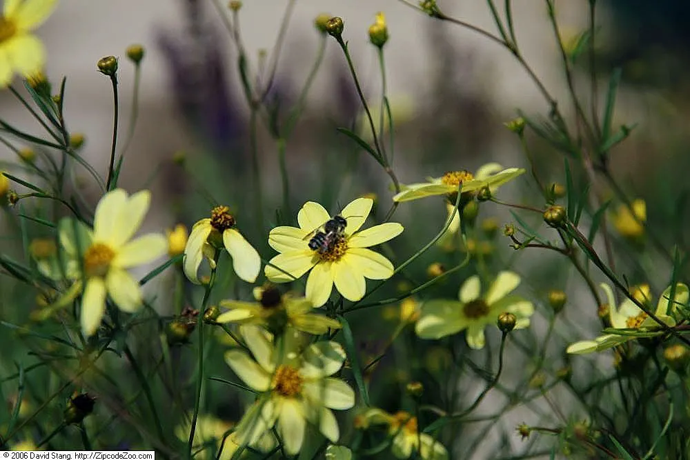 Moonbeam Threadleaf Coreopsis (Coreopsis Verticillata 'Moonbeam') — The Coreopsis verticillata 'Moonbeam' is a flourishing perennial, presenting delicate