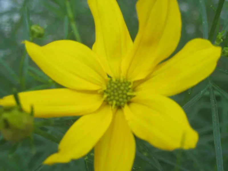 Moonbeam Threadleaf Coreopsis (Coreopsis Verticillata 'Moonbeam') — approximately 1 to 2 inches in diameter; the Coreopsis verticillata 'Moonbeam' is a