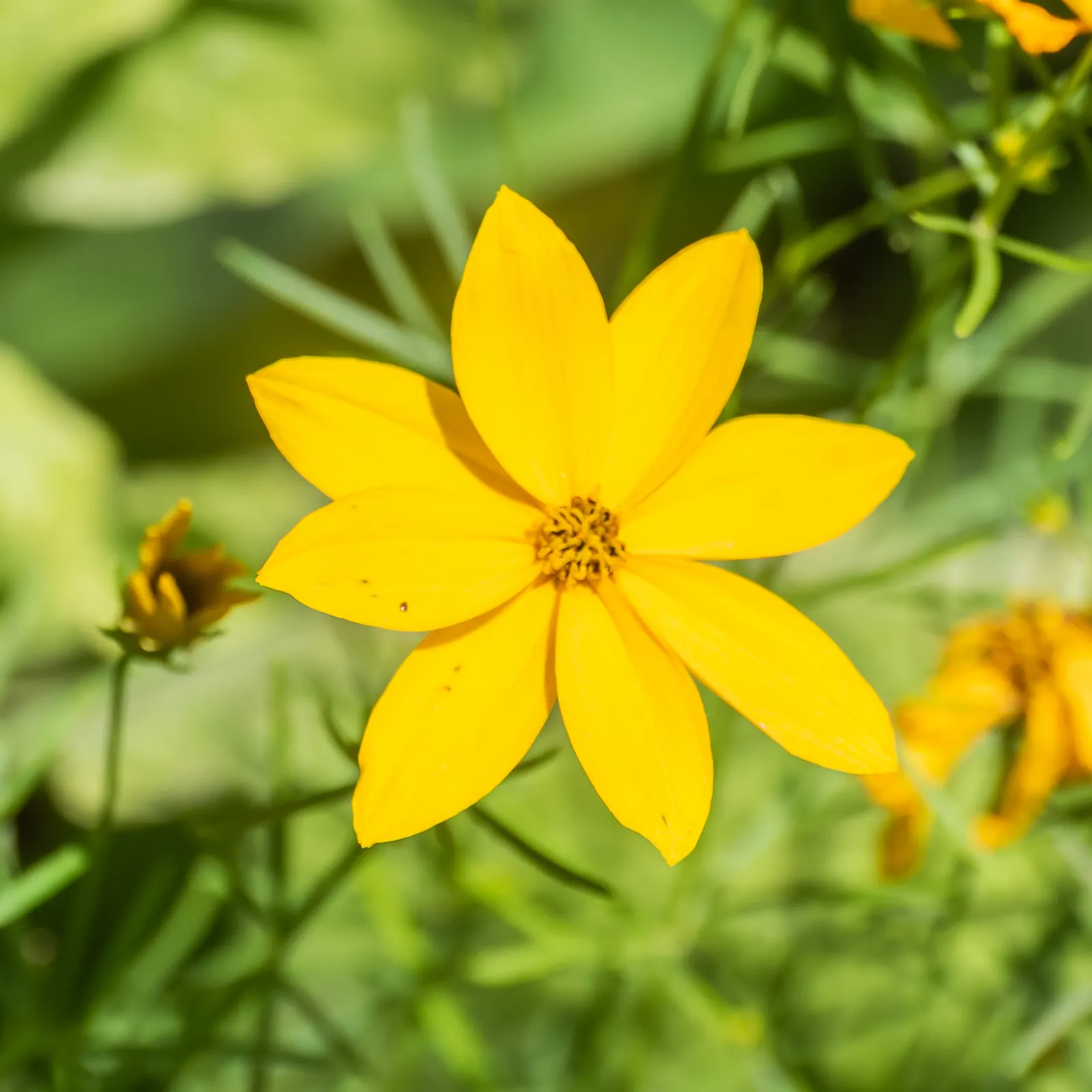 Moonbeam Threadleaf Coreopsis (Coreopsis Verticillata 'Moonbeam') — Growing 1.5 to 2 feet tall with an equal spread, it features pale yellow blooms from early