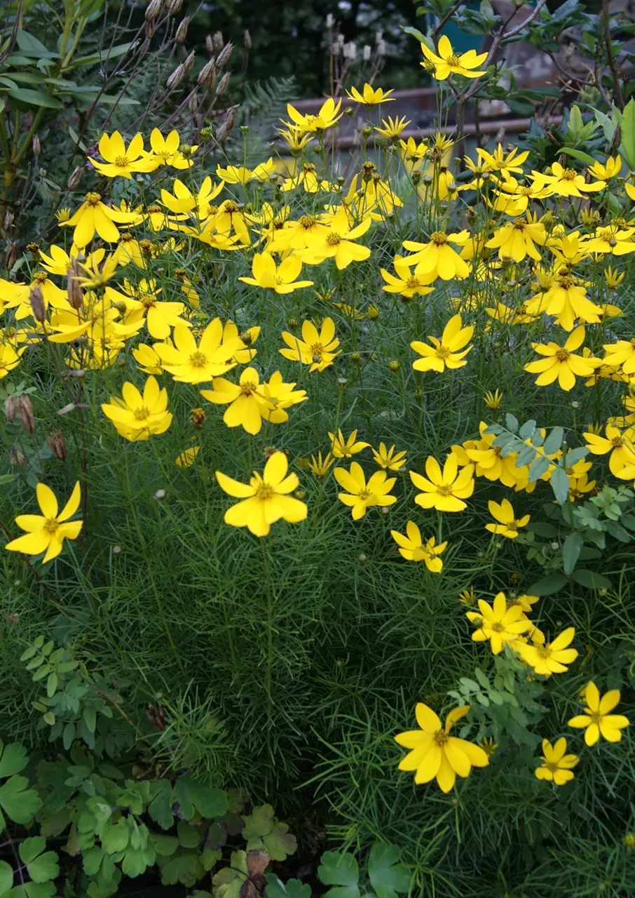 Moonbeam Threadleaf Coreopsis (Coreopsis Verticillata 'Moonbeam') — The soft yellow hues of 'Moonbeam' pair exceptionally well with blue and purple perennials