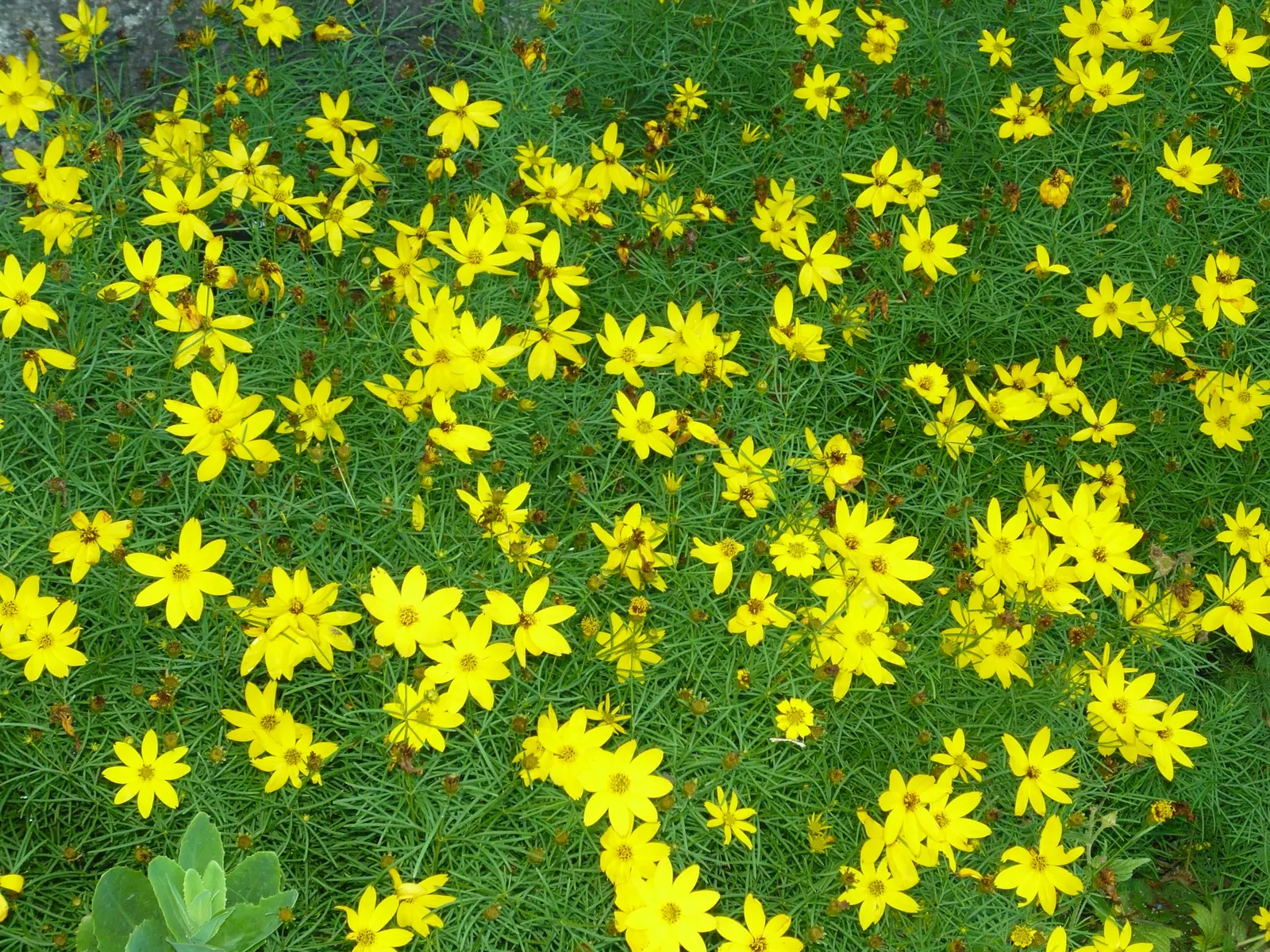 Moonbeam Threadleaf Coreopsis (Coreopsis Verticillata 'Moonbeam') — emerge in early summer and continue their cheerful display into the fall