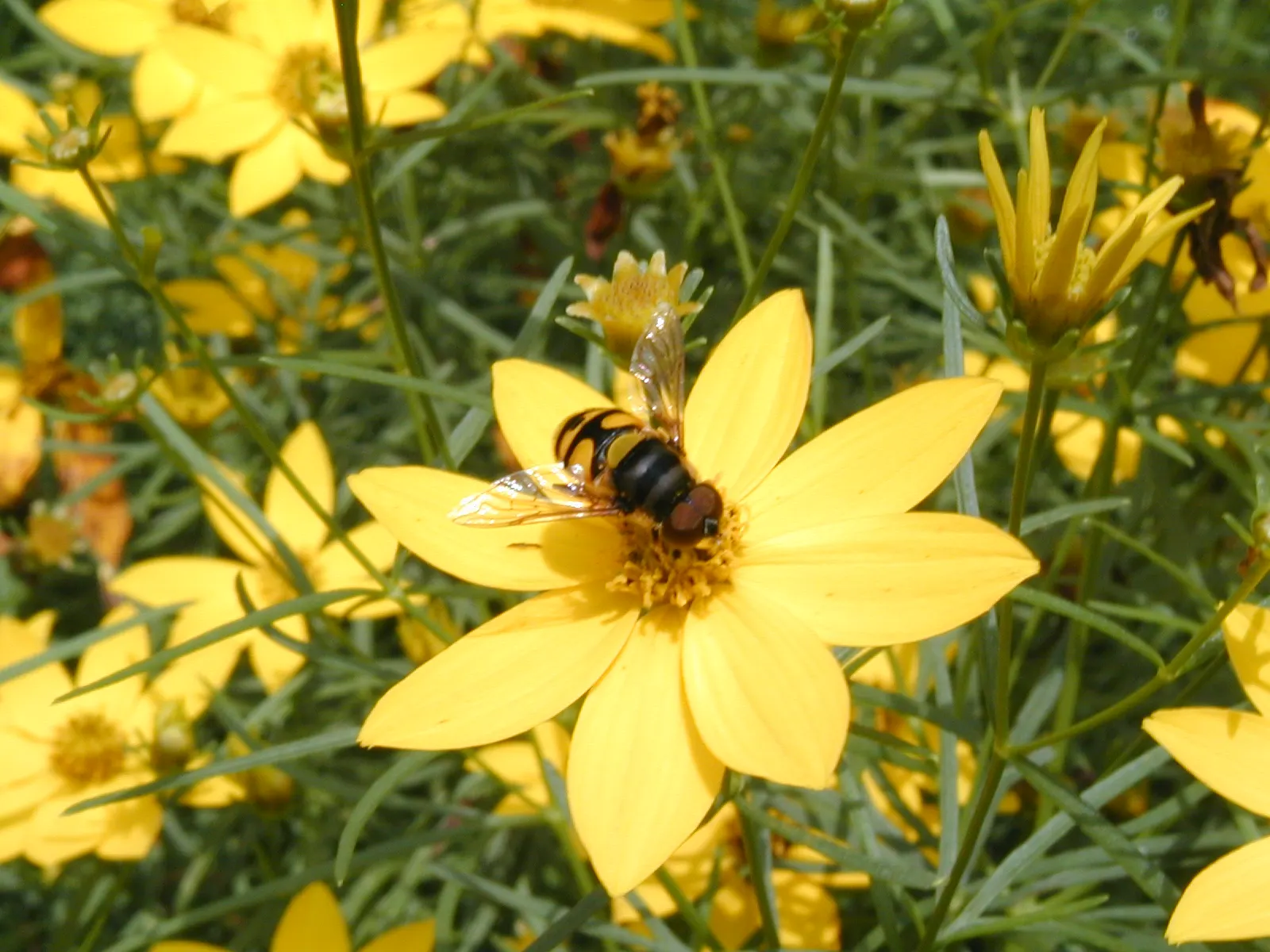 Moonbeam Threadleaf Coreopsis (Coreopsis Verticillata 'Moonbeam') — The soft yellow hues of 'Moonbeam' pair exceptionally well with blue and purple, image 48