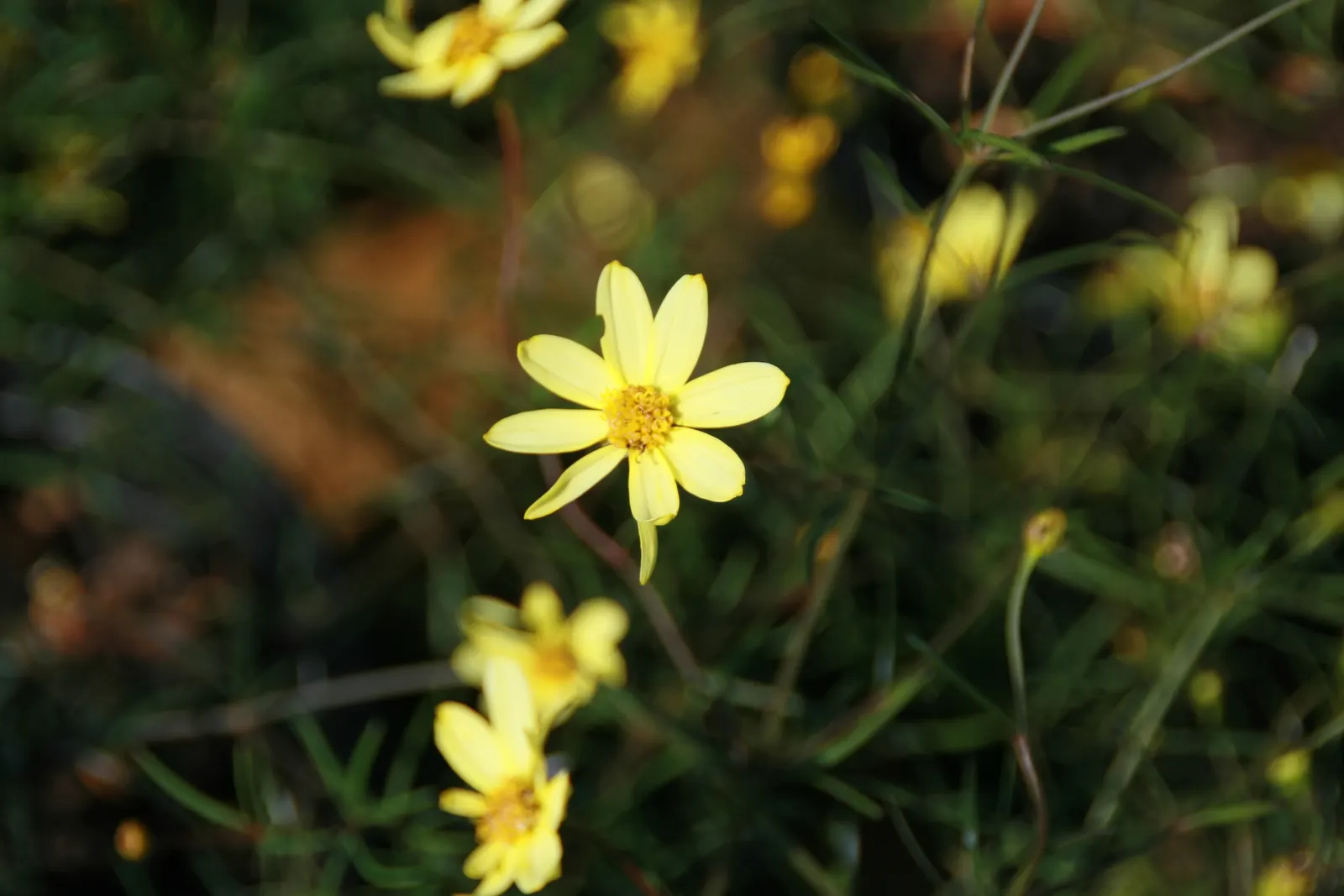 Moonbeam Threadleaf Coreopsis (Coreopsis Verticillata 'Moonbeam') — Coreopsis verticillata 'Moonbeam' attracts butterflies and bees; adding a subtle splash of