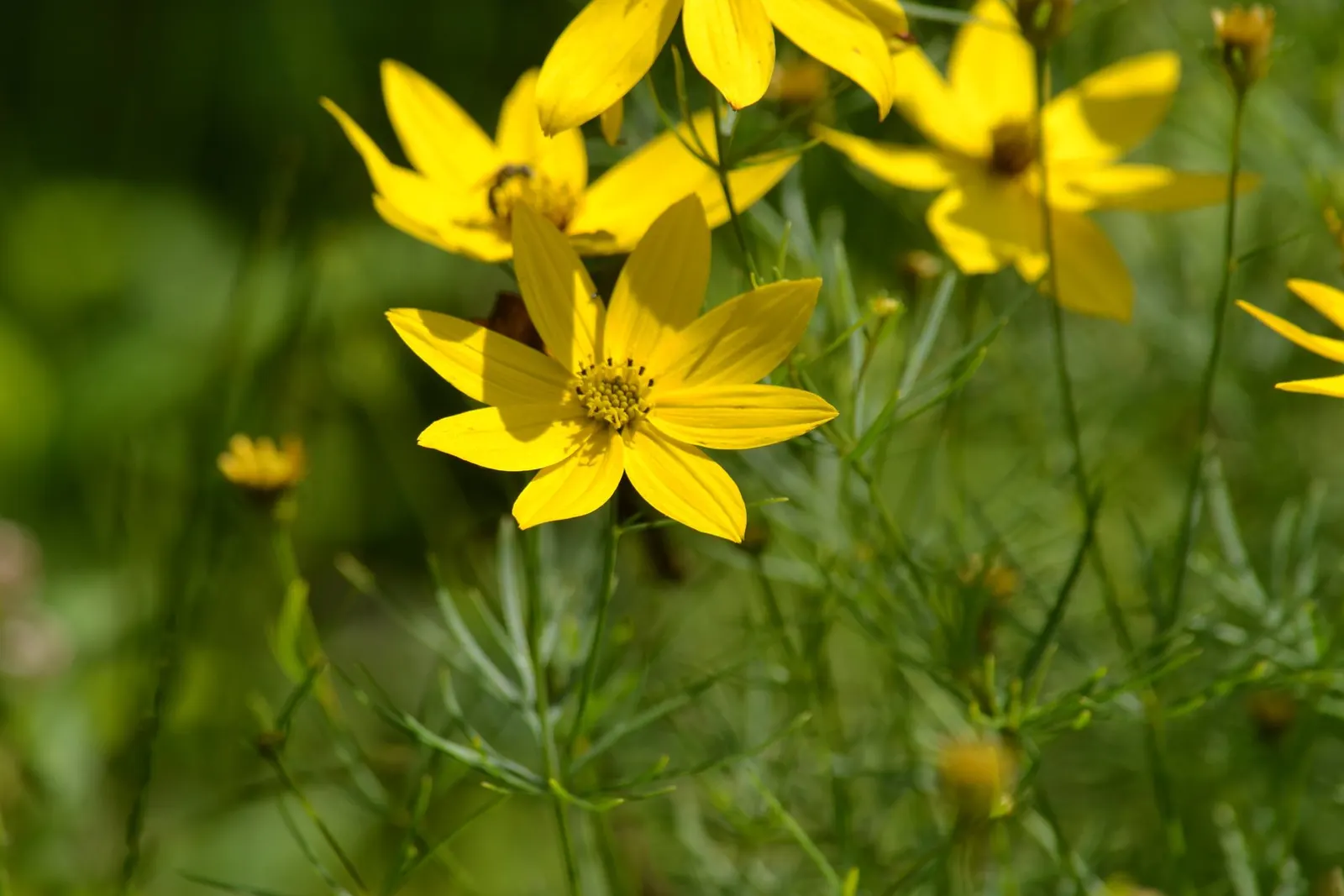 Moonbeam Threadleaf Coreopsis (Coreopsis Verticillata 'Moonbeam') — Thriving in USDA zones 3-9, this drought-tolerant beauty enjoys full sun and, image 29