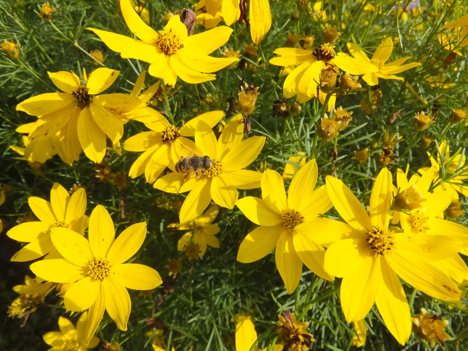Moonbeam Threadleaf Coreopsis (Coreopsis Verticillata 'Moonbeam') — perennial with yellow blooms; coreopsis verticillata 'Moonbeam' attracts butterflies and