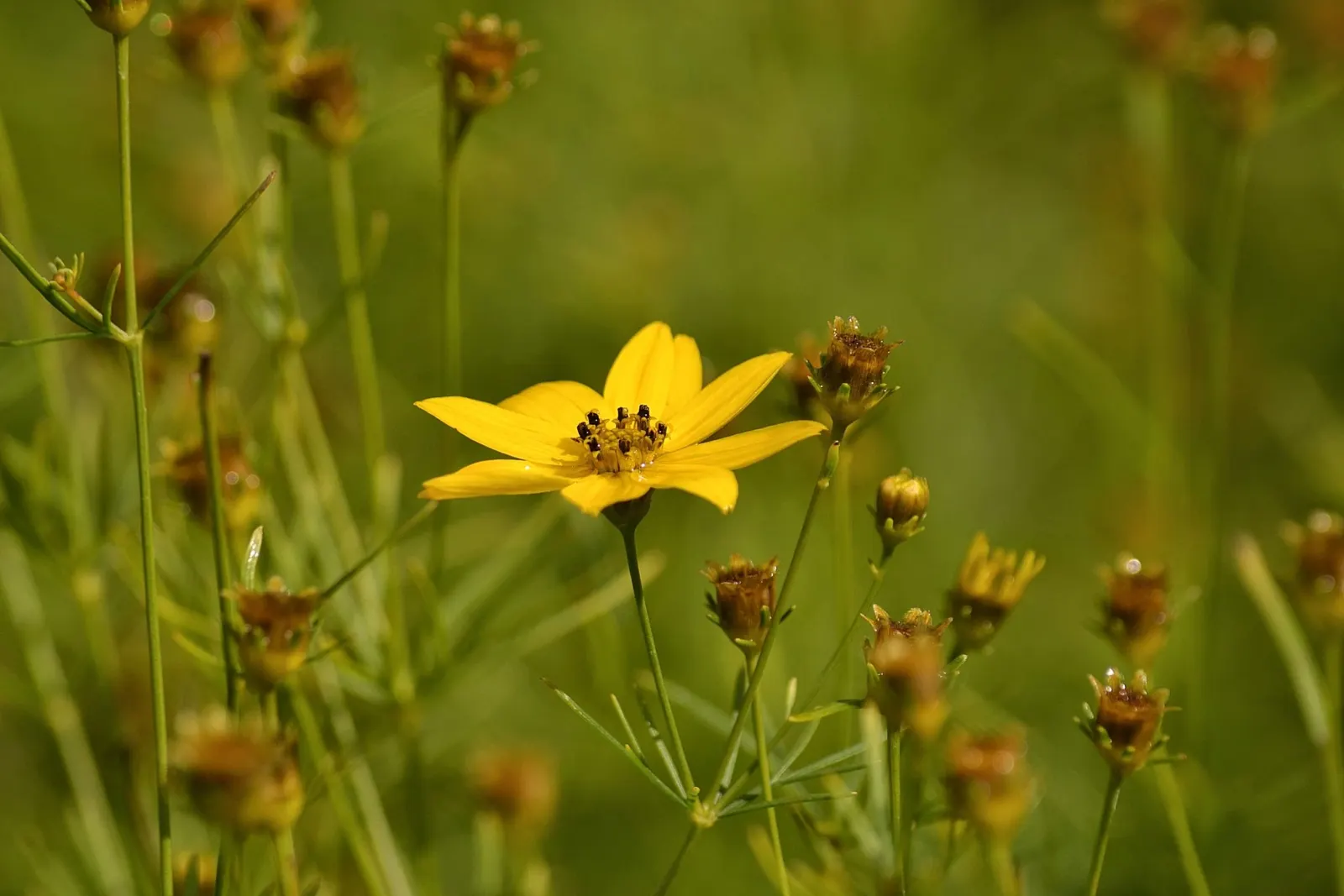 Moonbeam Threadleaf Coreopsis (Coreopsis Verticillata 'Moonbeam') — perennial for full
