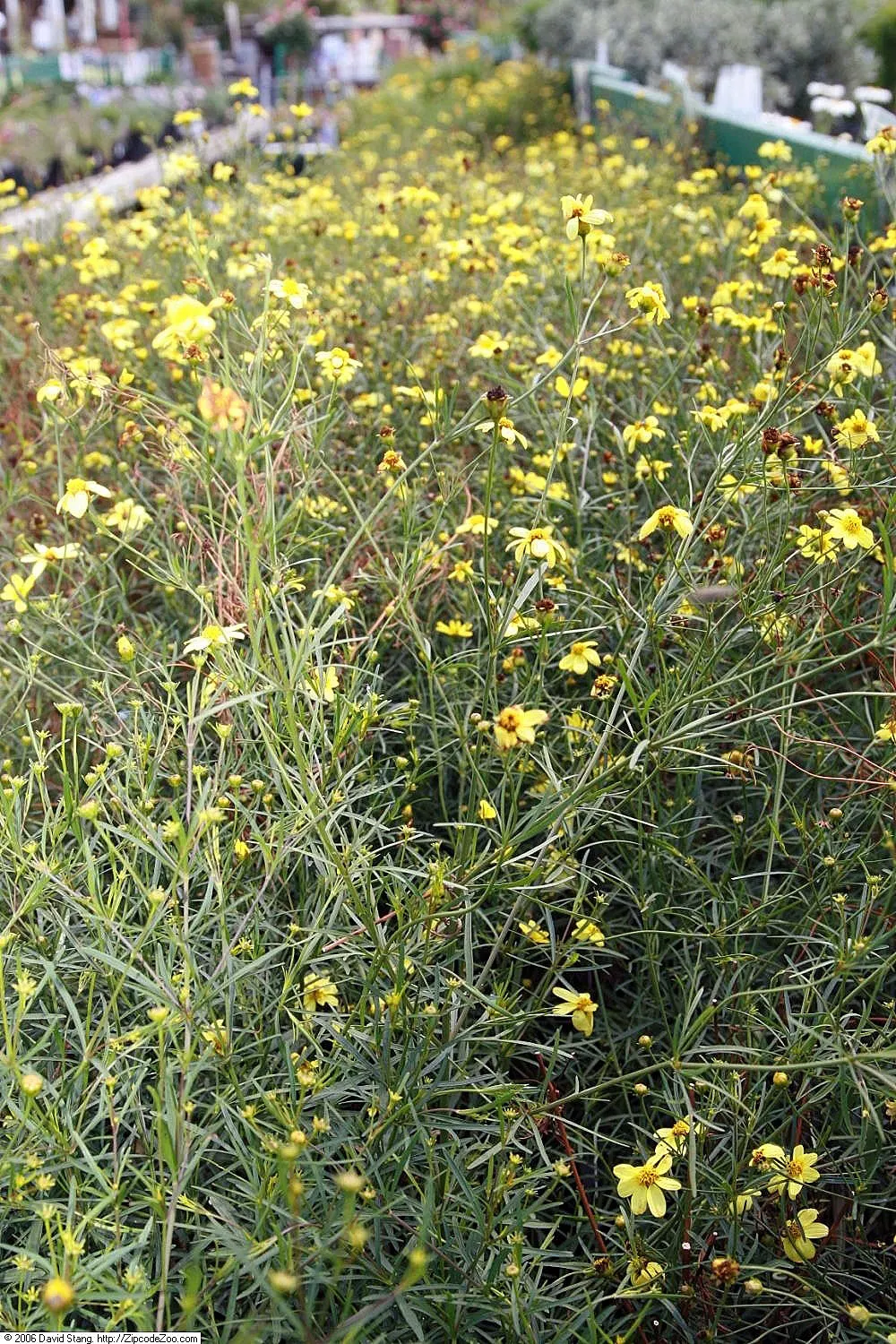 Moonbeam Threadleaf Coreopsis (Coreopsis Verticillata 'Moonbeam') — emerge in early summer and continue their cheerful display into the fall, image 61