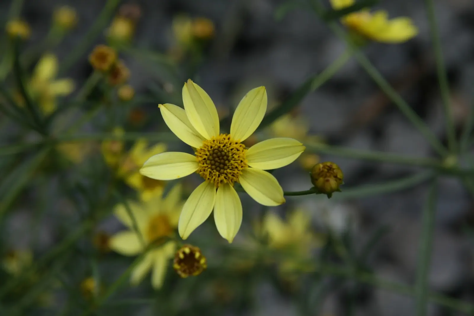 Moonbeam Threadleaf Coreopsis (Coreopsis Verticillata 'Moonbeam') — fern-like foliage and profusion of pale yellow; plant in groups or mass plantings about 16