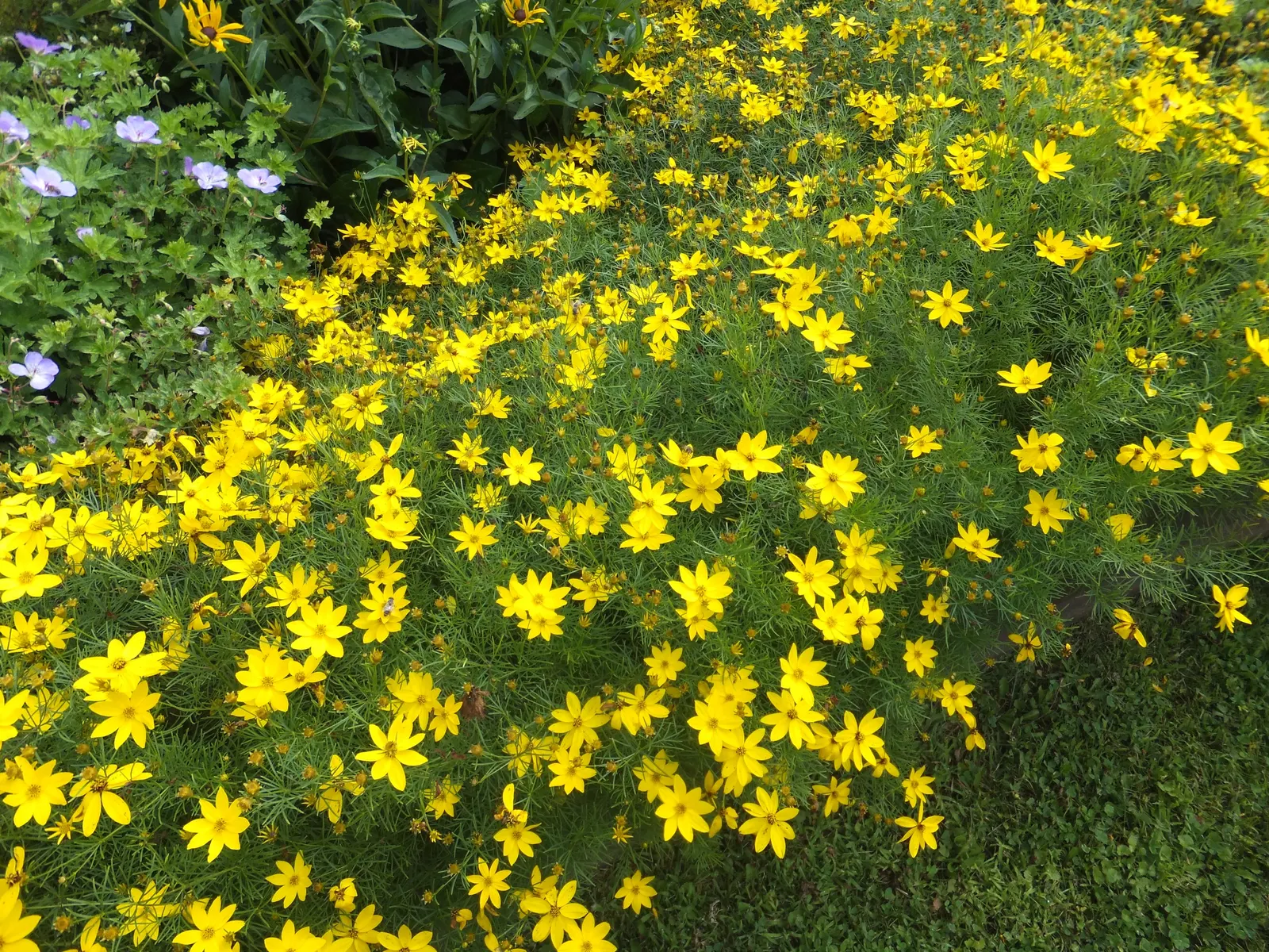Moonbeam Threadleaf Coreopsis (Coreopsis Verticillata 'Moonbeam') — Commonly referred to as Moonbeam Threadleaf Coreopsis; although full sun, image 58