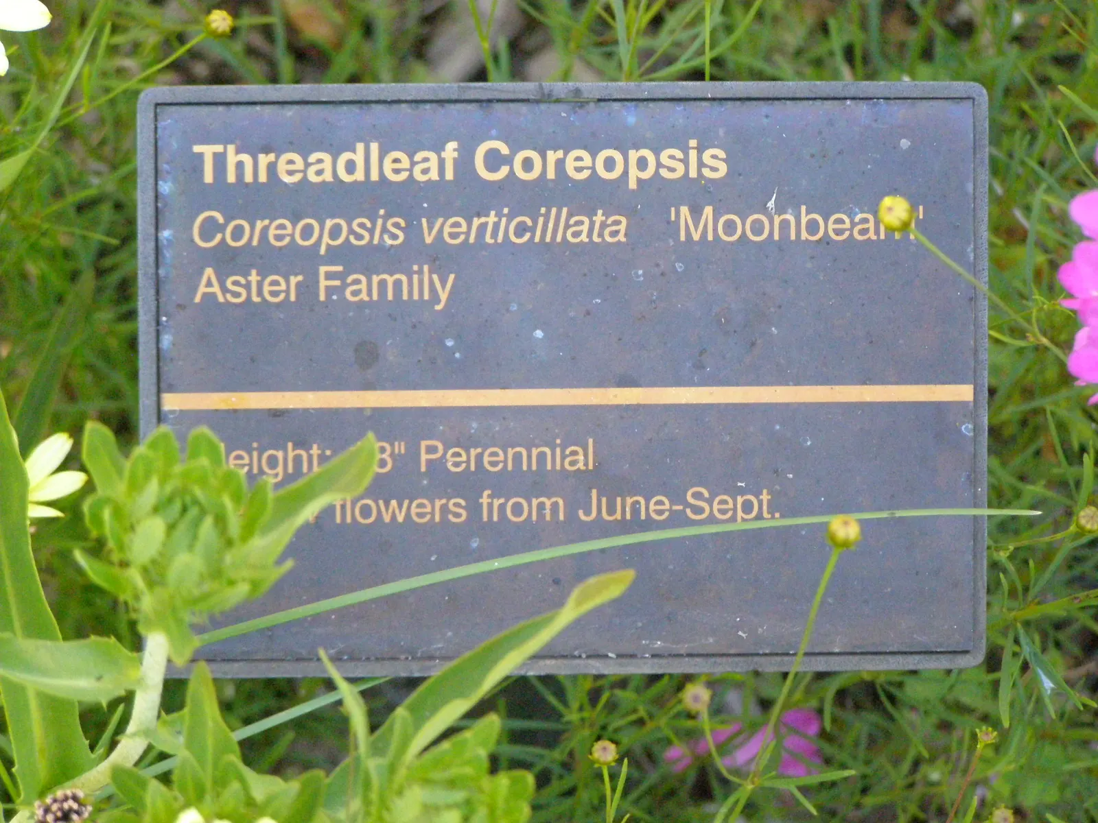 Moonbeam Threadleaf Coreopsis (Coreopsis Verticillata 'Moonbeam') — fern-like foliage and profusion of pale yellow; plant in groups or mass, image 59