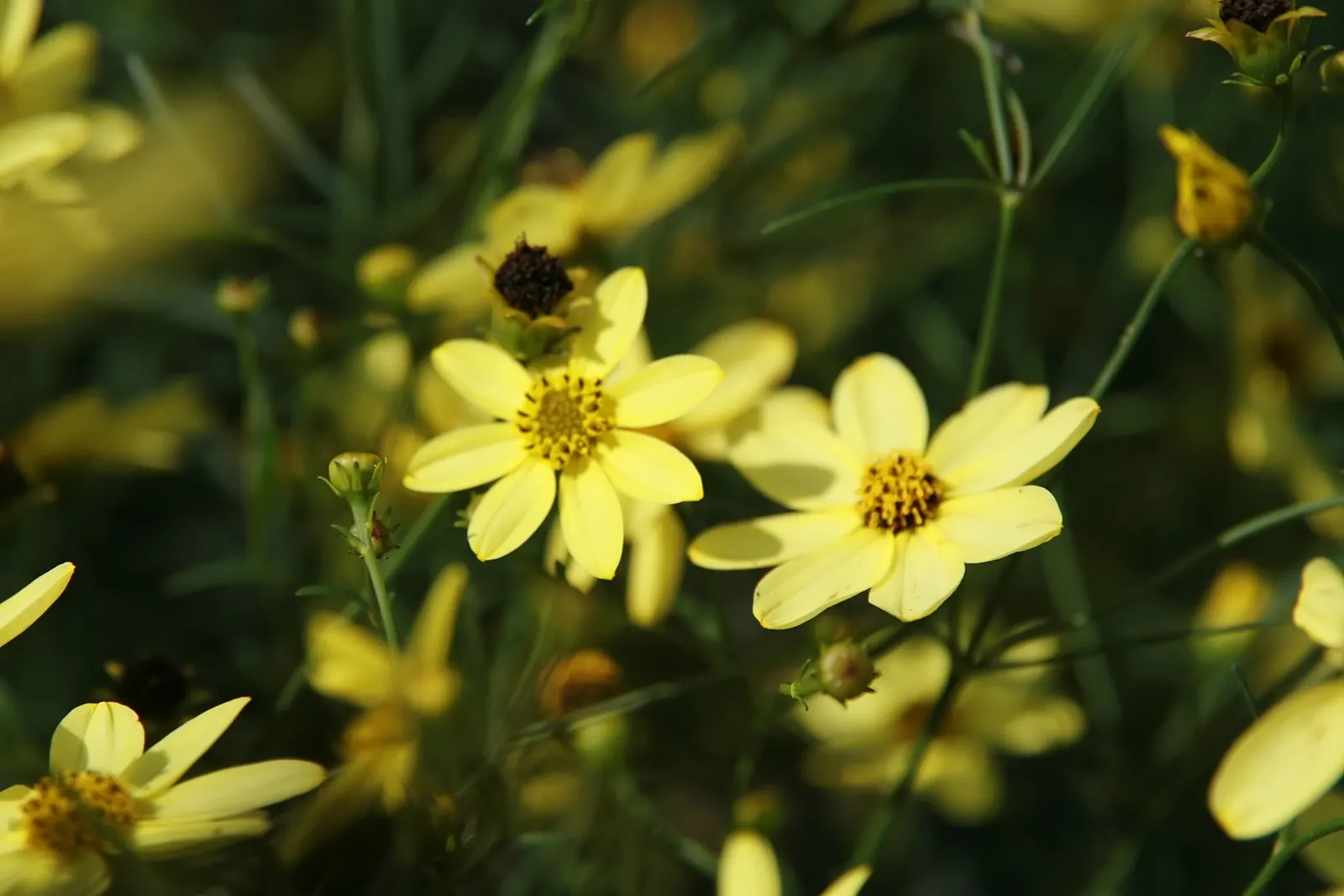 Moonbeam Threadleaf Coreopsis (Coreopsis Verticillata 'Moonbeam') — Coreopsis verticillata 'Moonbeam' attracts butterflies and bees