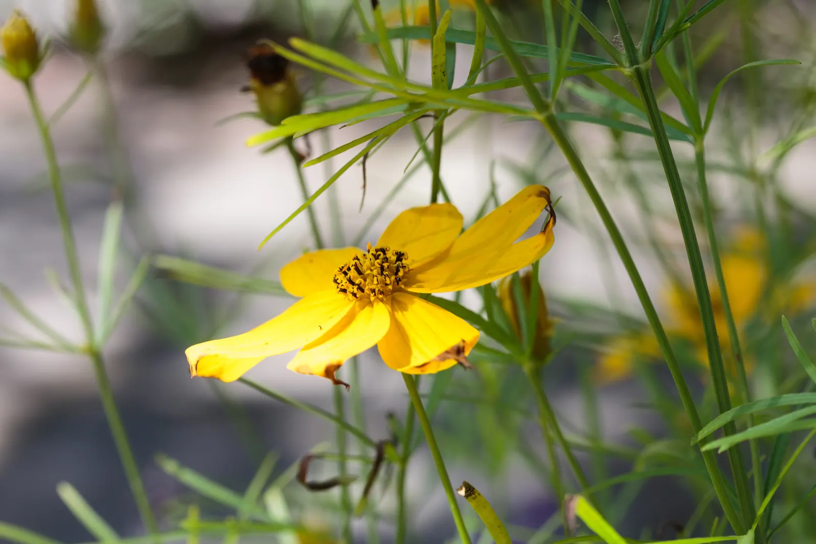 Moonbeam Threadleaf Coreopsis (Coreopsis Verticillata 'Moonbeam') — perennial with yellow blooms