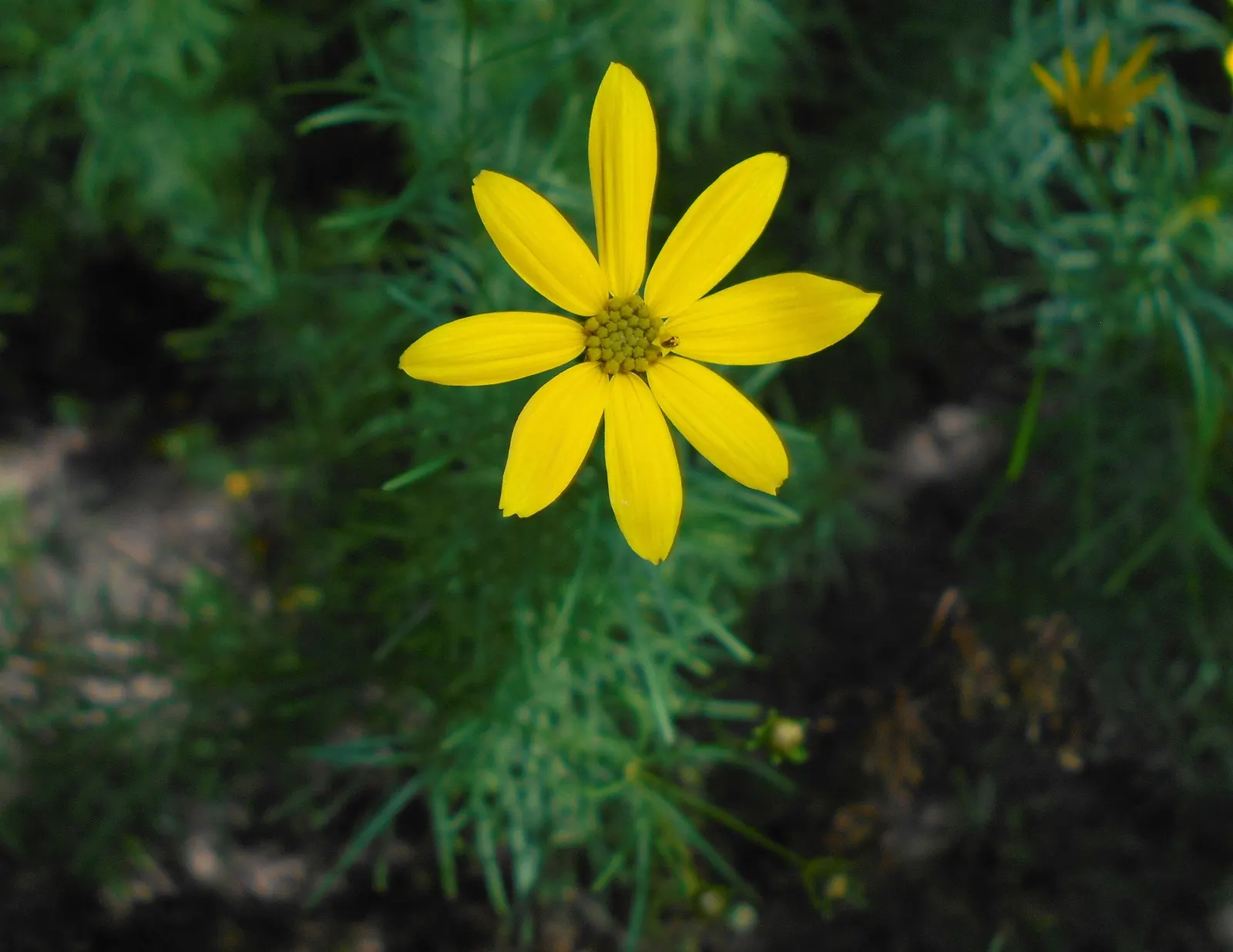 Moonbeam Threadleaf Coreopsis (Coreopsis Verticillata 'Moonbeam') — or as a graceful groundcover; the soft yellow hues of 'Moonbeam' pair exceptionally well