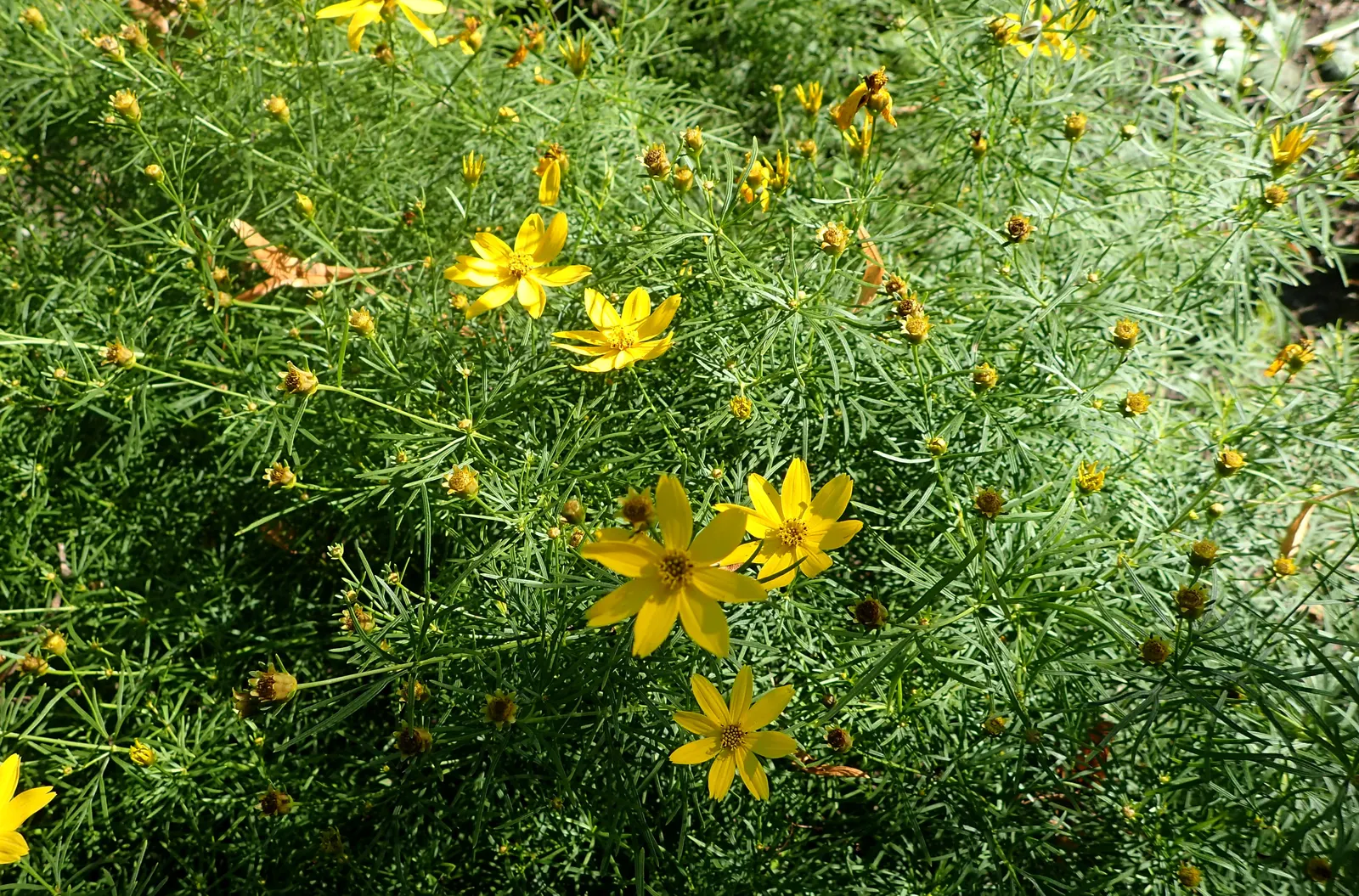 Moonbeam Threadleaf Coreopsis (Coreopsis Verticillata 'Moonbeam') — Its airy form and enduring flowers are perfect for borders; perennial with yellow blooms