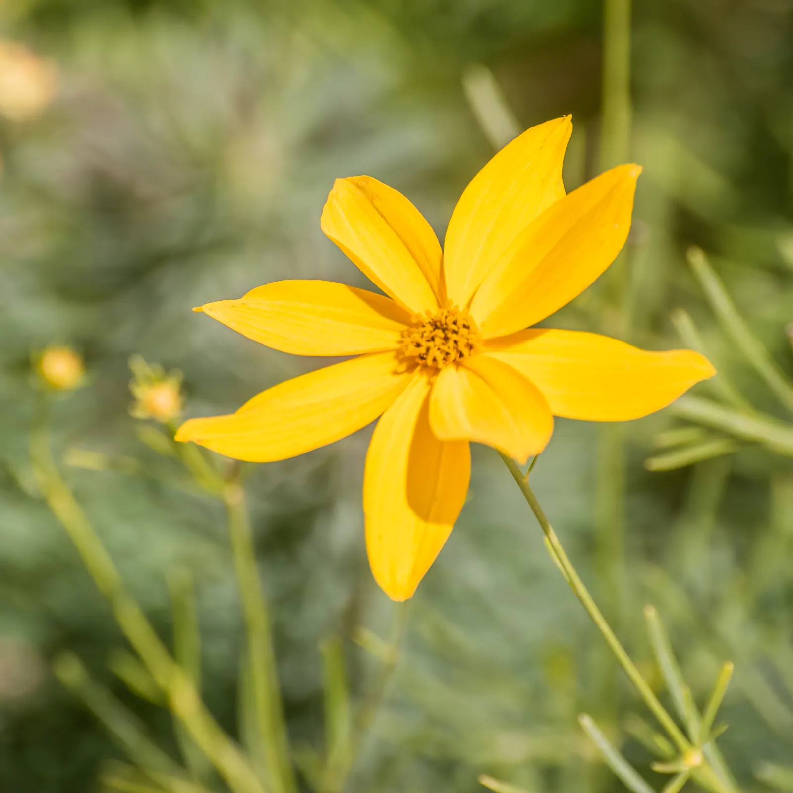 Moonbeam Threadleaf Coreopsis (Coreopsis Verticillata 'Moonbeam') — adding not only beauty but also ecological value to your space; this variety thrives in
