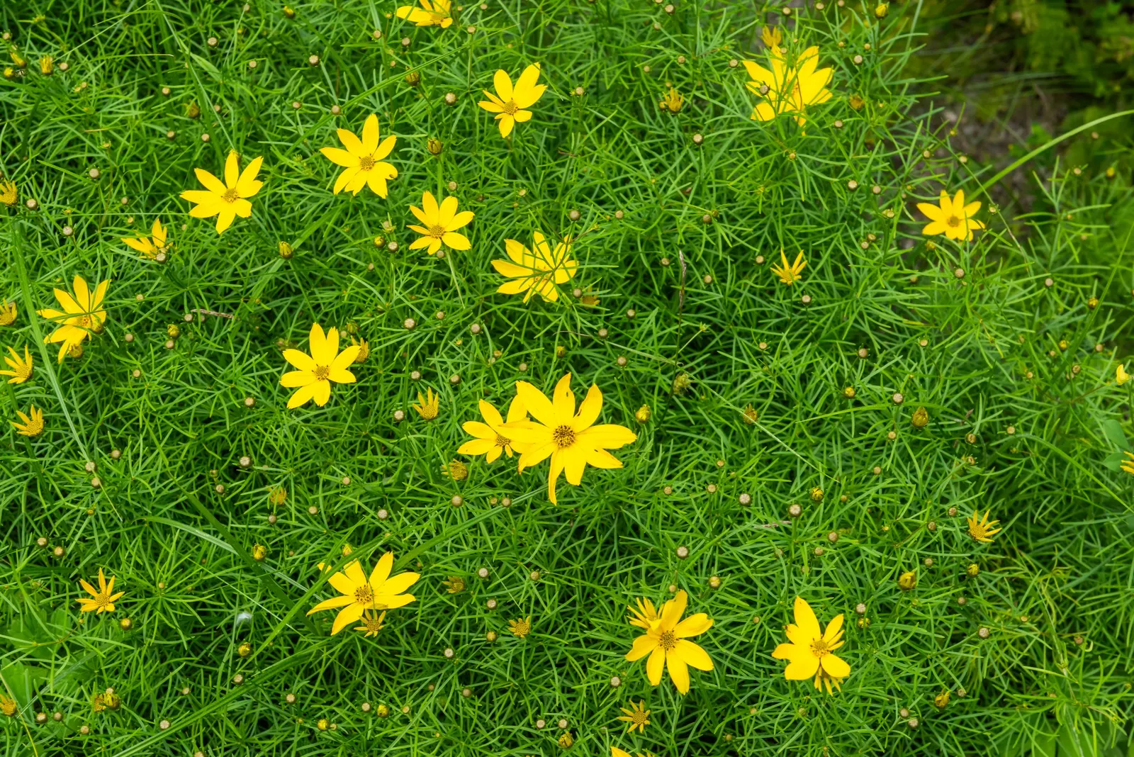 Moonbeam Threadleaf Coreopsis (Coreopsis Verticillata 'Moonbeam') — It is tolerant of drought