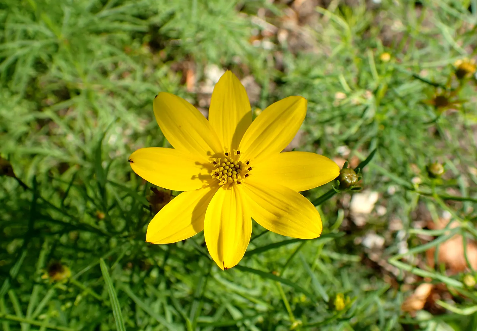 Moonbeam Threadleaf Coreopsis (Coreopsis Verticillata 'Moonbeam') — Growing 1.5 to 2 feet tall with an equal spread, it features pale yellow blooms, image 28