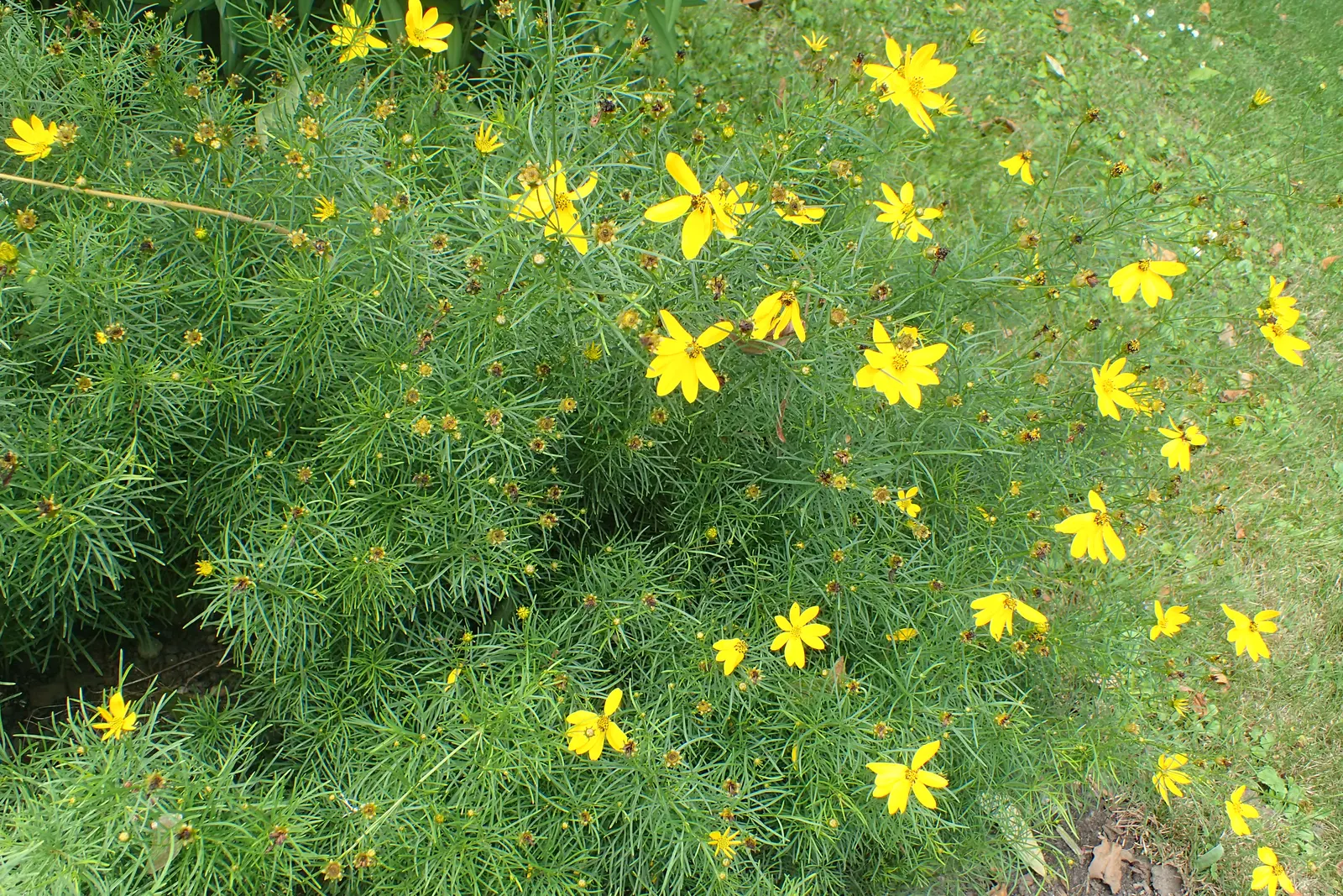 Moonbeam Threadleaf Coreopsis (Coreopsis Verticillata 'Moonbeam') — Commonly referred to as Moonbeam Threadleaf Coreopsis