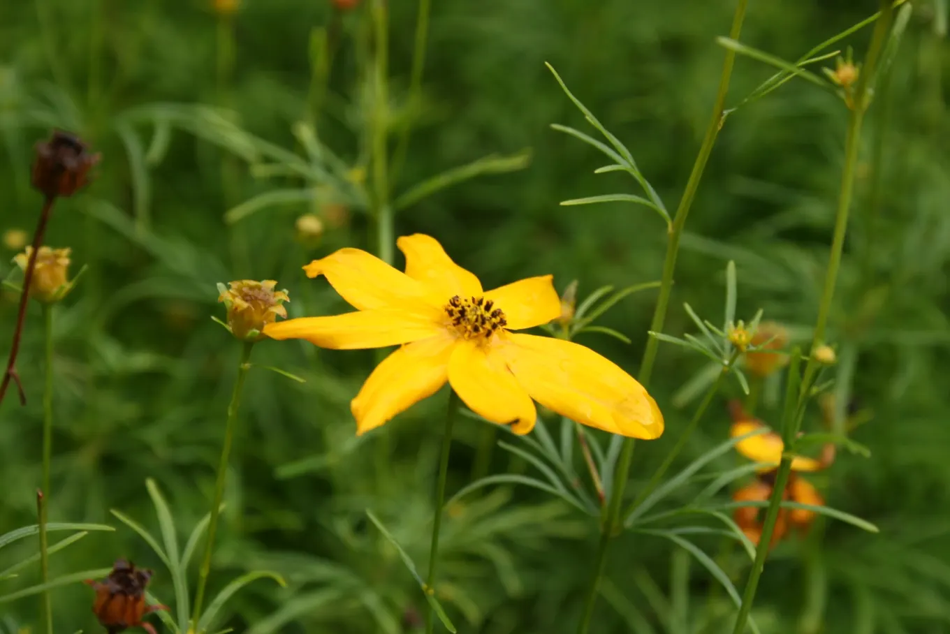 Moonbeam Threadleaf Coreopsis (Coreopsis Verticillata 'Moonbeam') — Commonly referred to as Moonbeam Threadleaf Coreopsis; although full sun encourages optimal