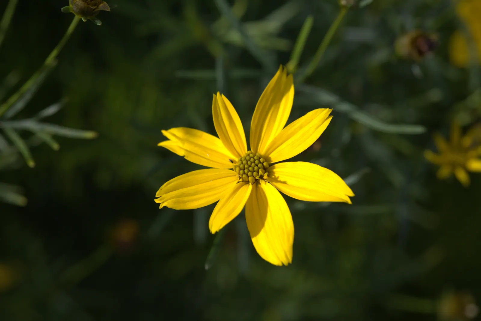 Moonbeam Threadleaf Coreopsis (Coreopsis Verticillata 'Moonbeam') — approximately 1 to 2 inches in diameter; the Coreopsis verticillata 'Moonbeam', image 60