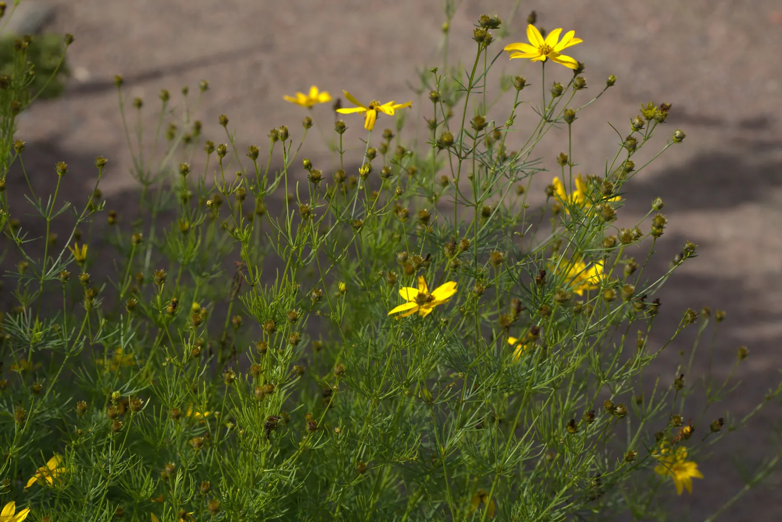 Moonbeam Threadleaf Coreopsis (Coreopsis Verticillata 'Moonbeam') — making it an excellent choice for border fronts; and humidity once established